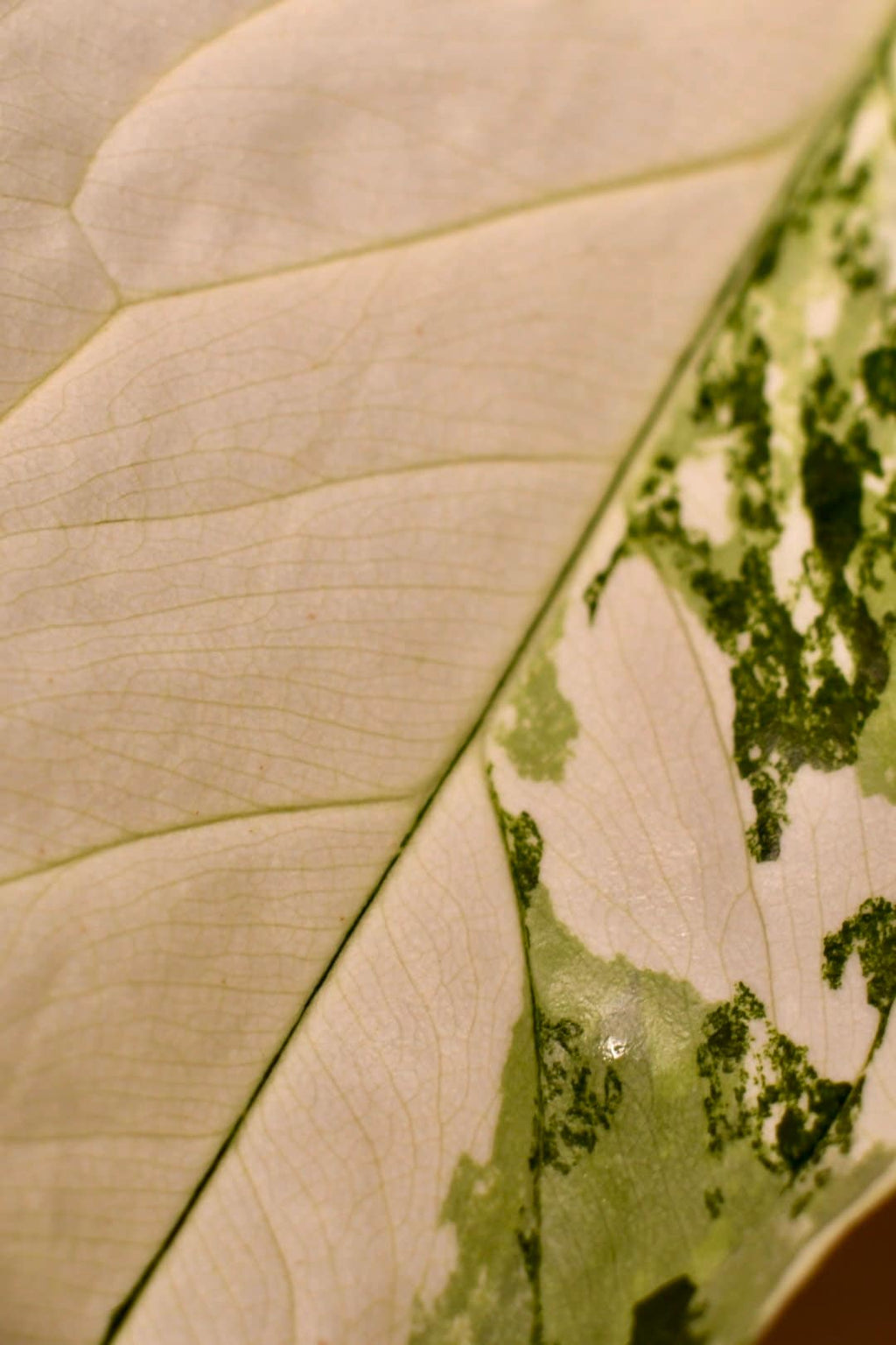 Syngonium Albo