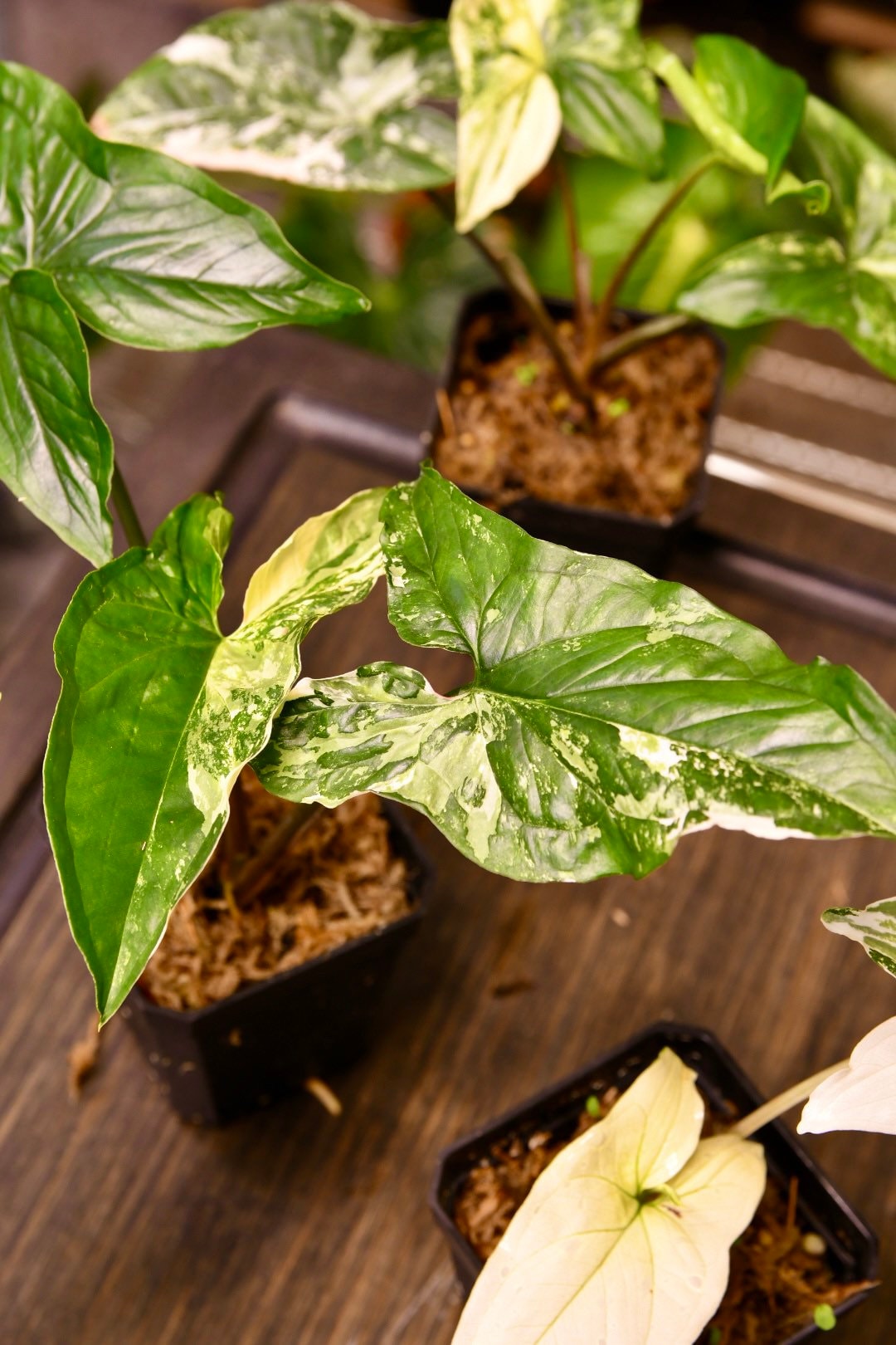 Syngonium Albo