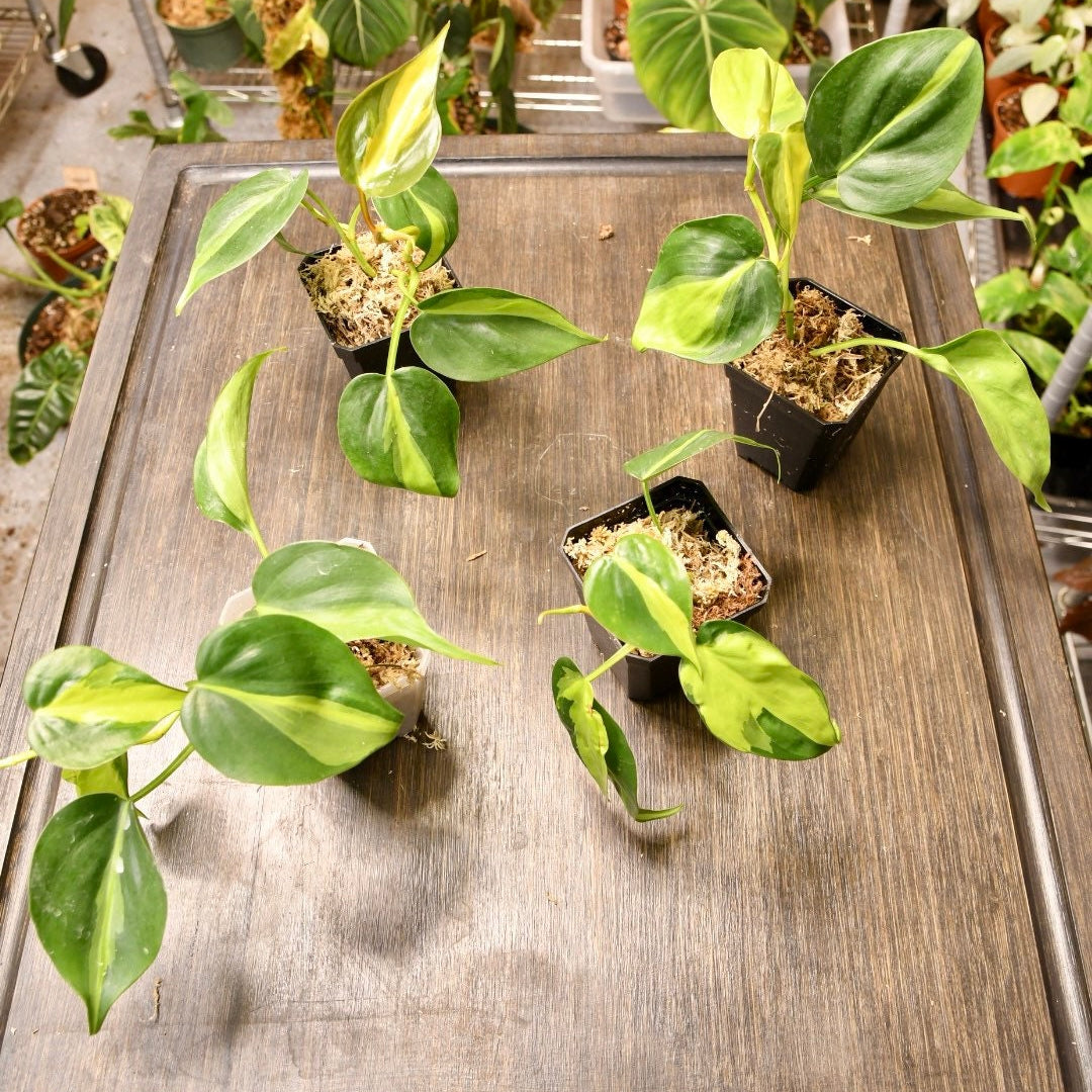 philodendron brasil buy Philodendron Brasil