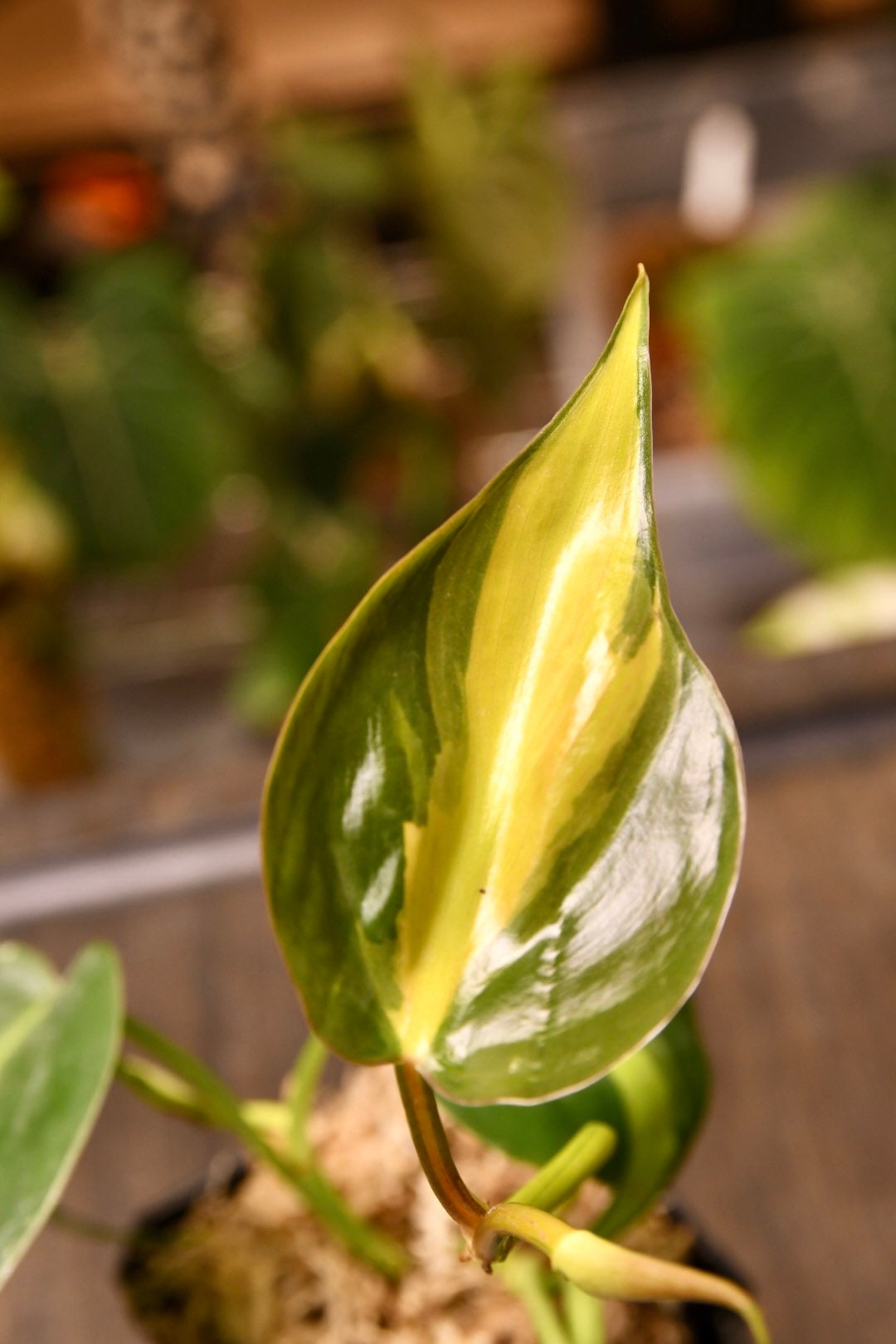 Philodendron Brasil