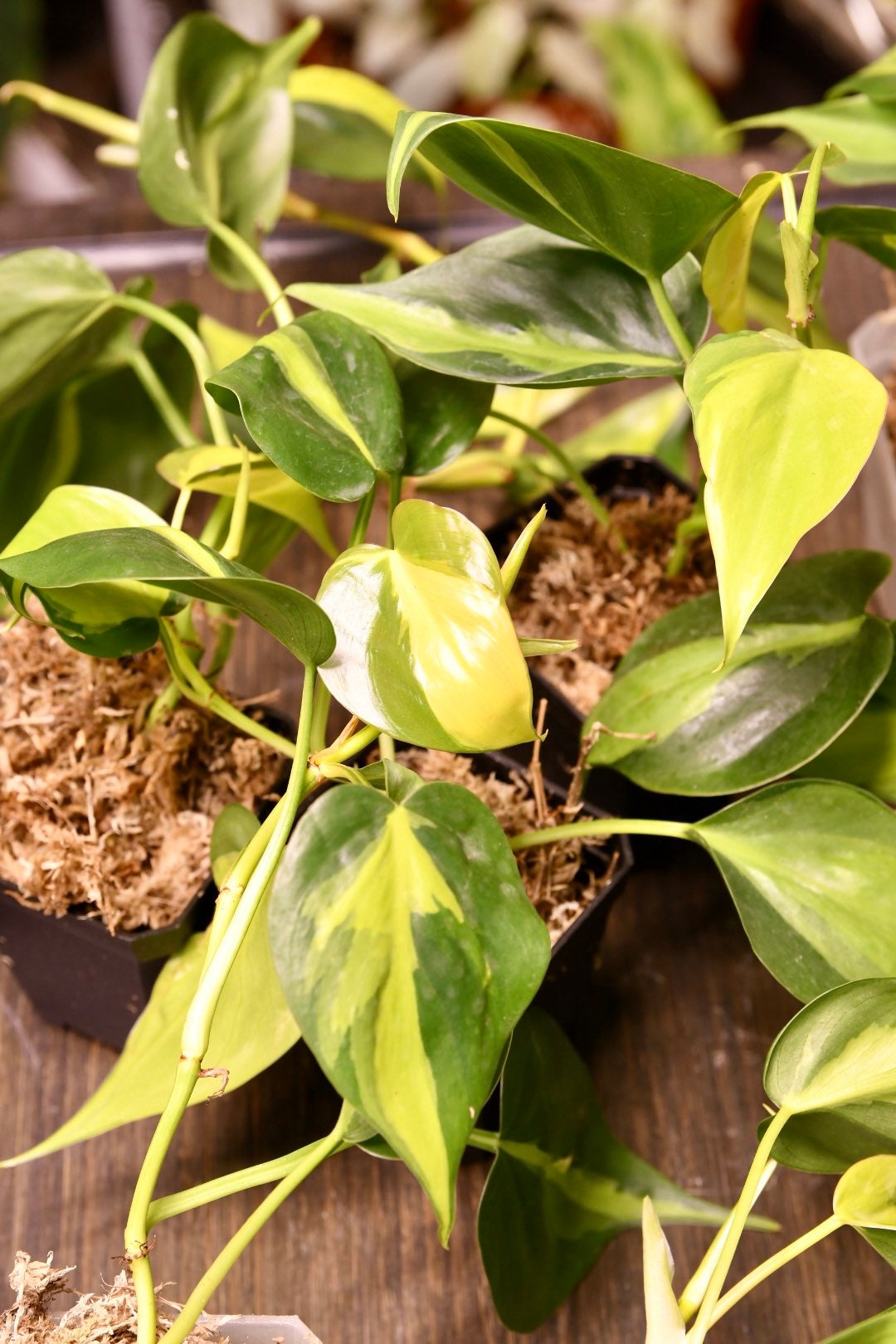 Philodendron Brasil