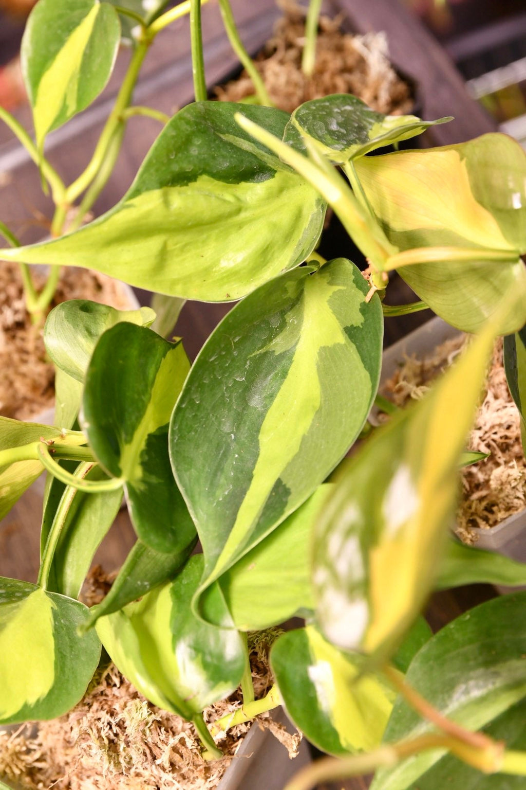 Philodendron Brasil