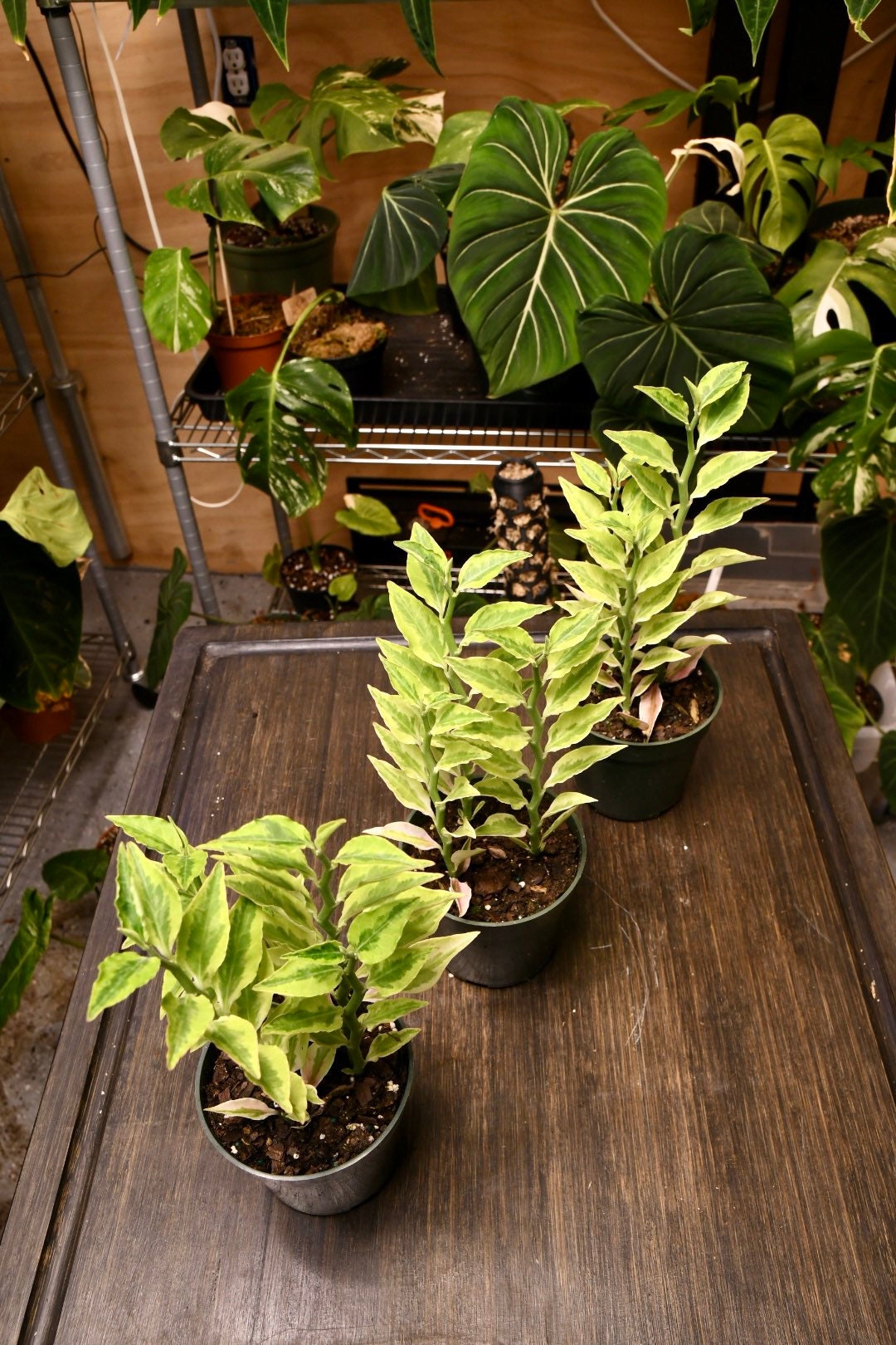 is devils backbone an indoor plant Devils Backbone Pedilanthus Tithymaloides – NurseryRx