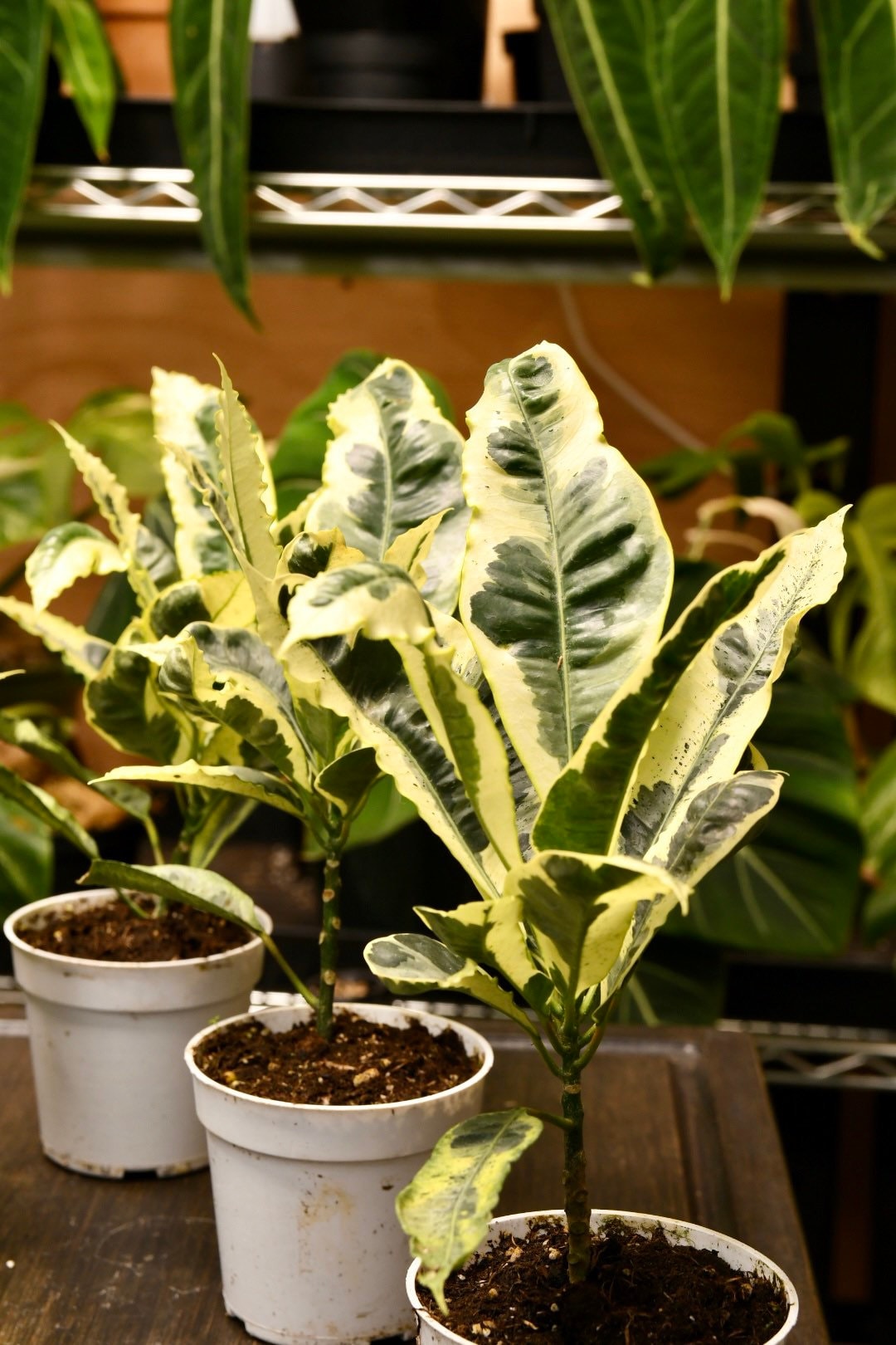 codiaeum indoor plant Codiaeum Variegatum Andrew