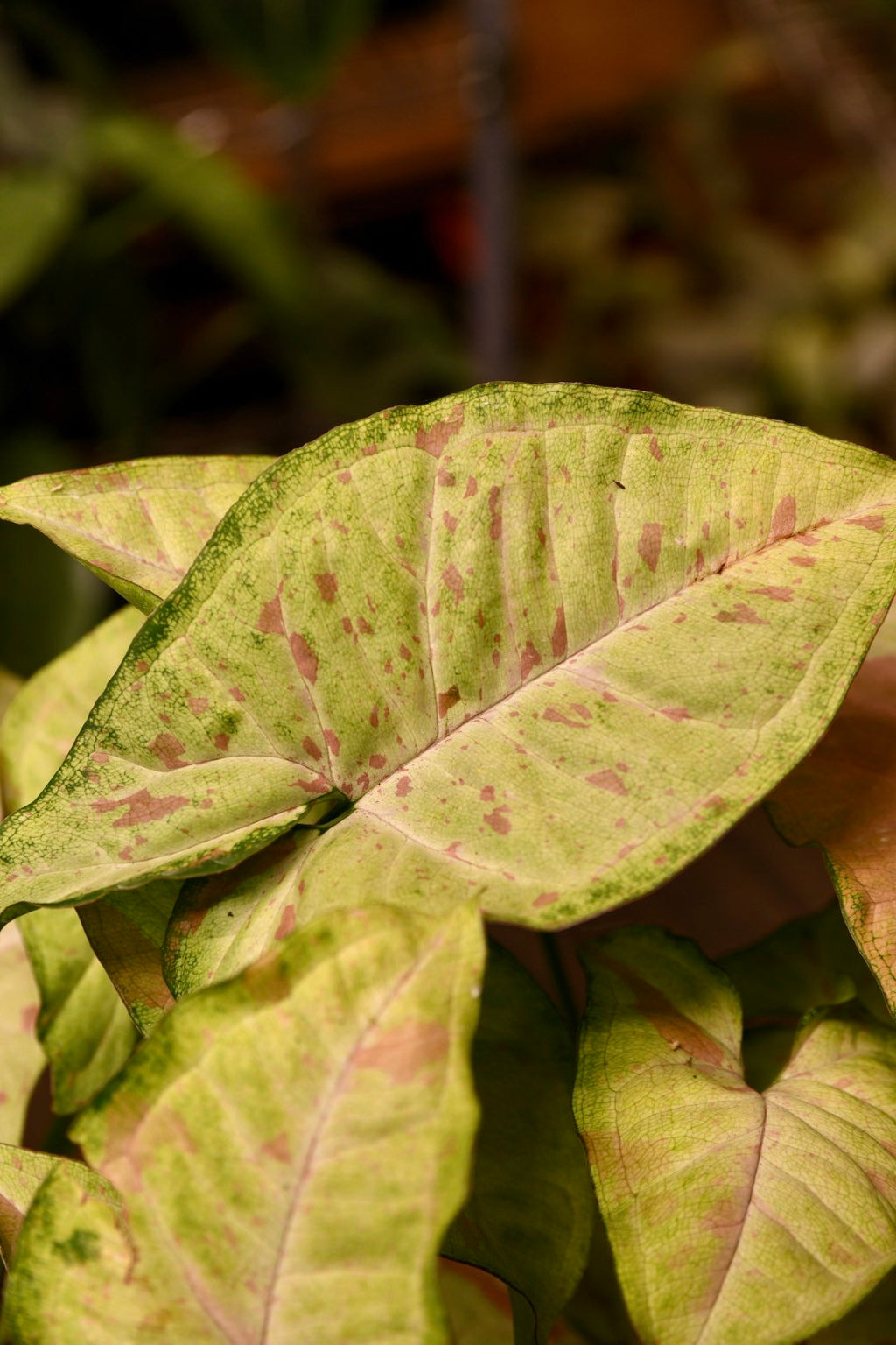 Syngonium Confetti