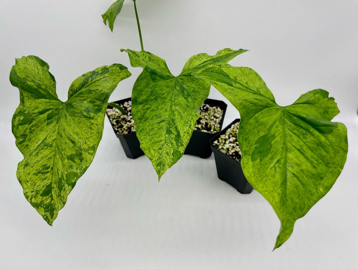 Syngonium Mottled Mojito