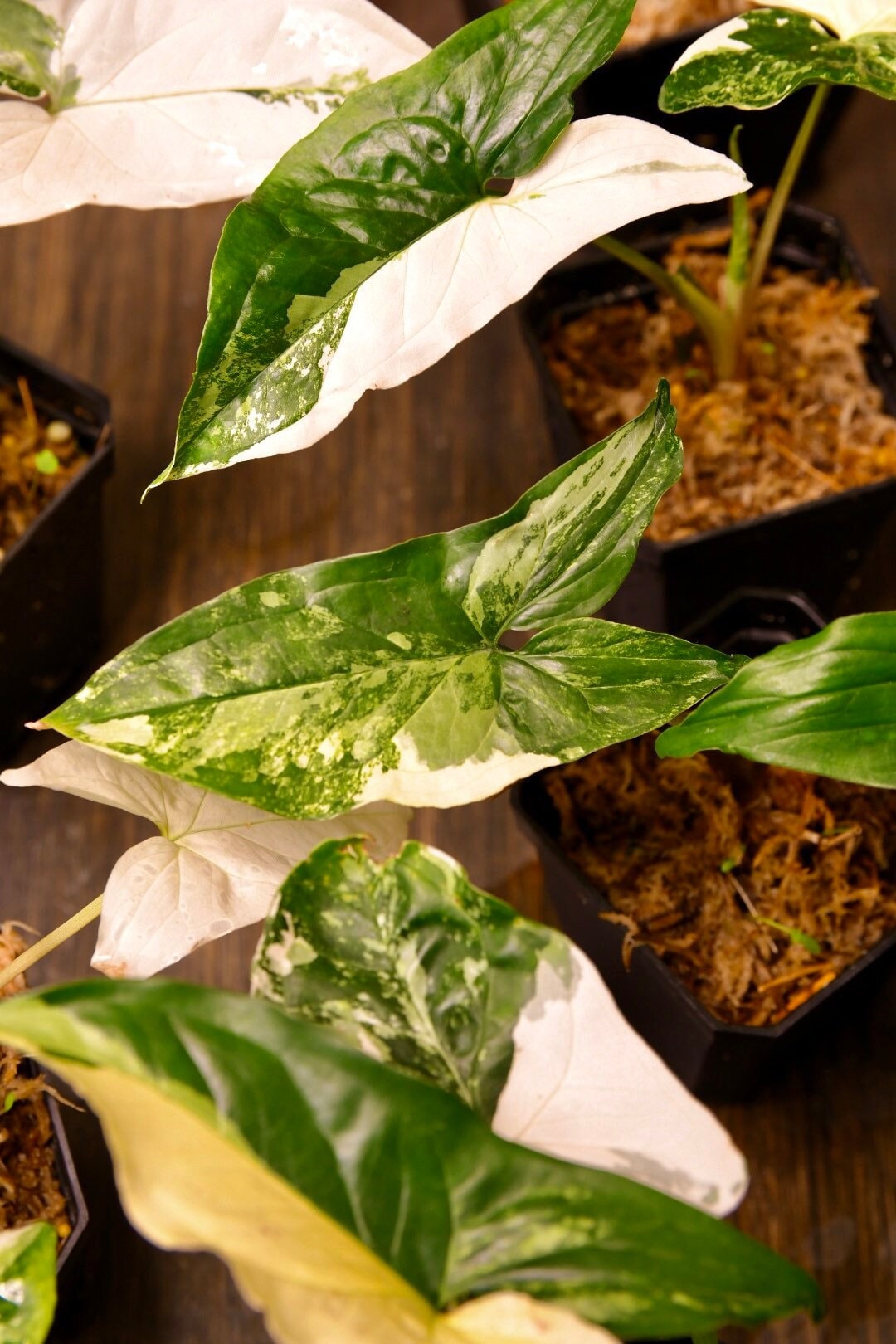 Syngonium Albo