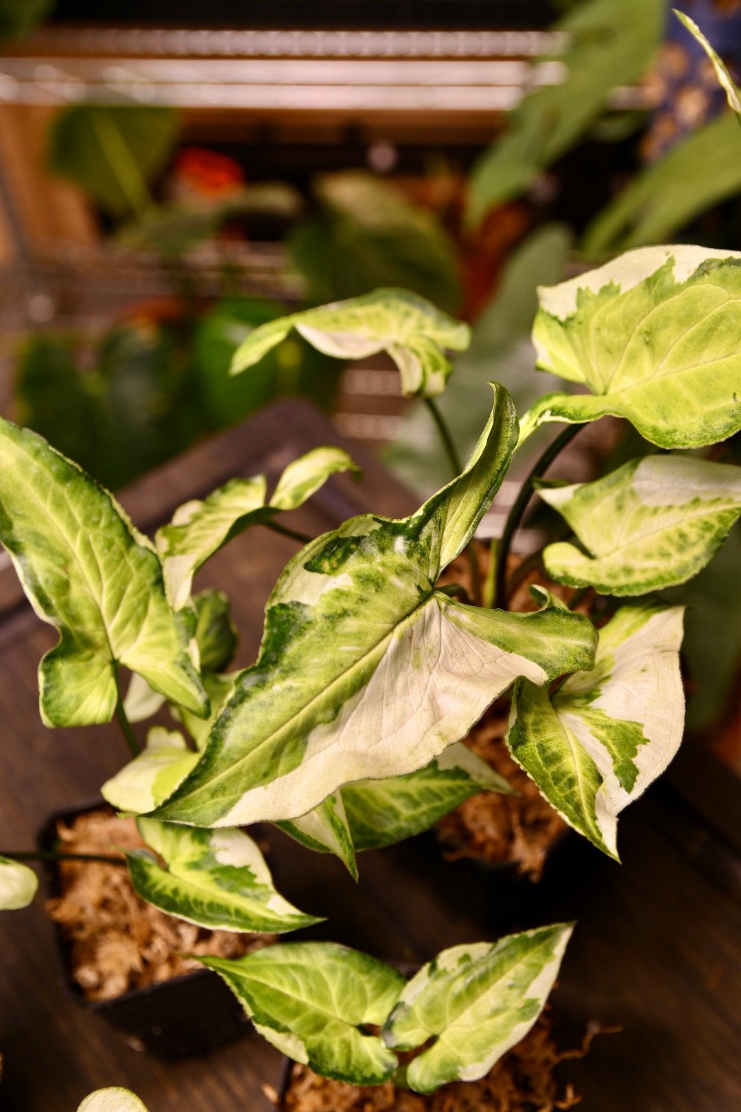 Syngonium Three Kings