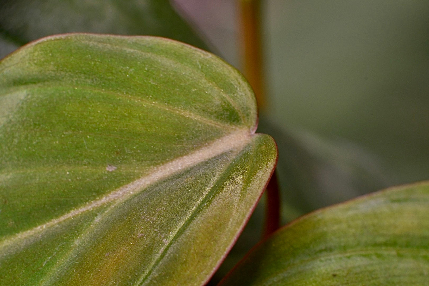 Philodendron Micans