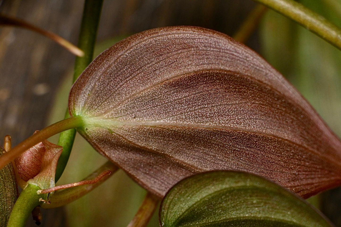 Philodendron Micans