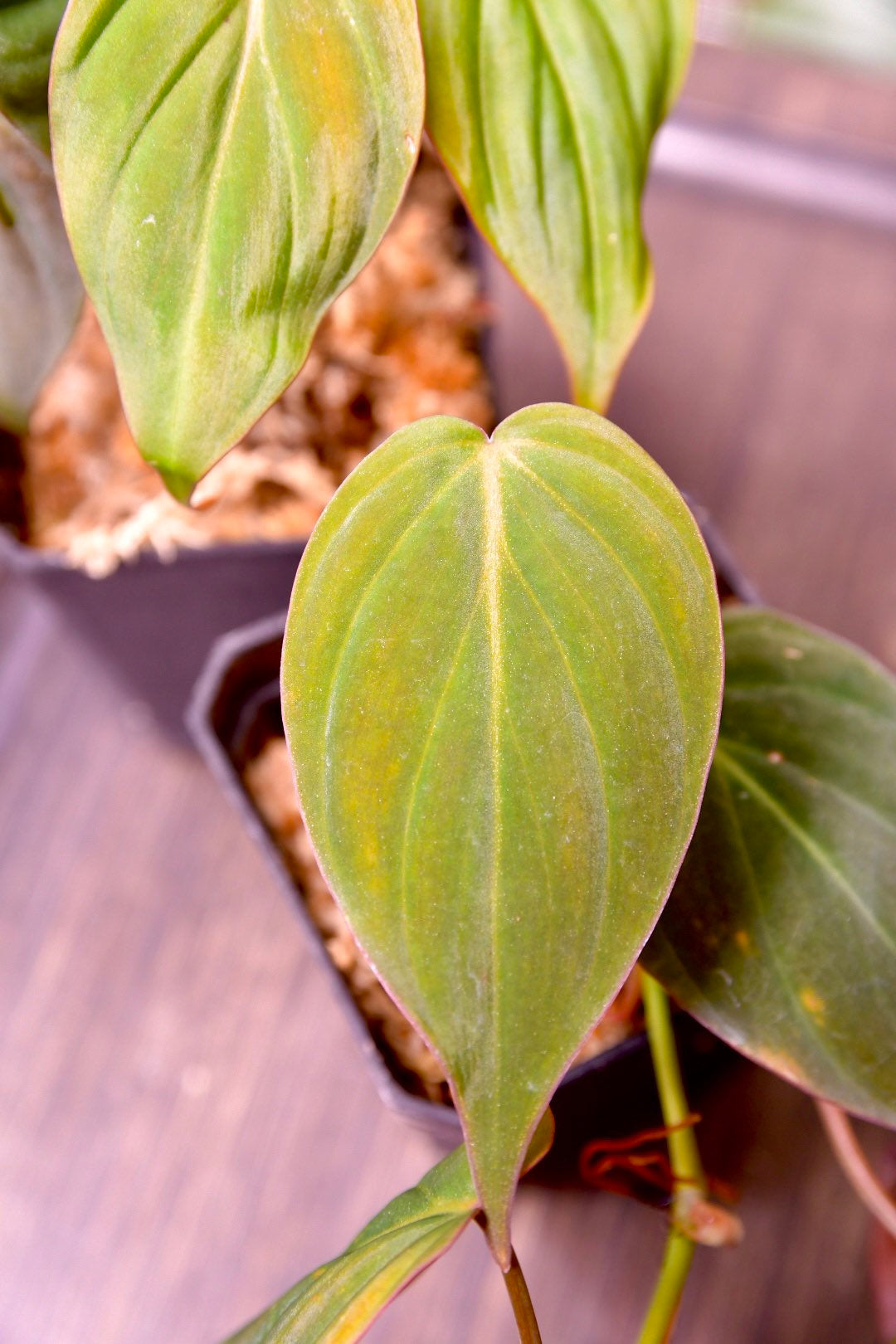 Philodendron Micans