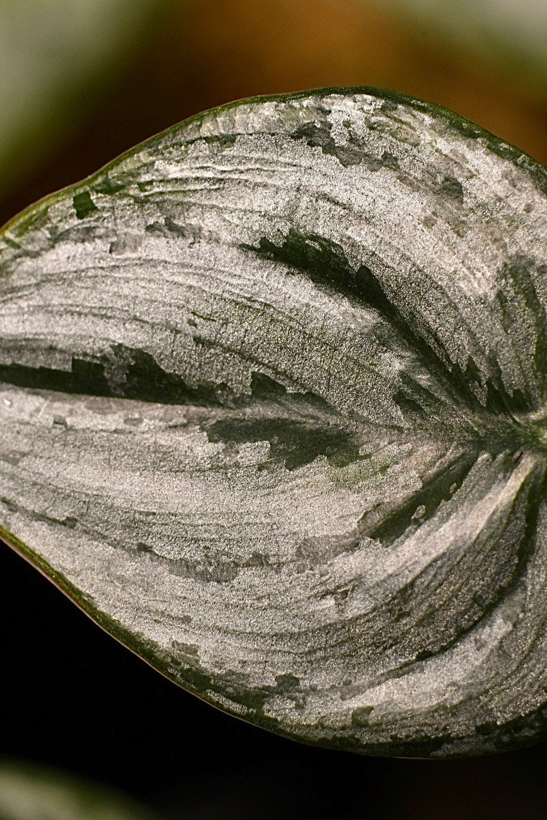 Philodendron Brandtianum