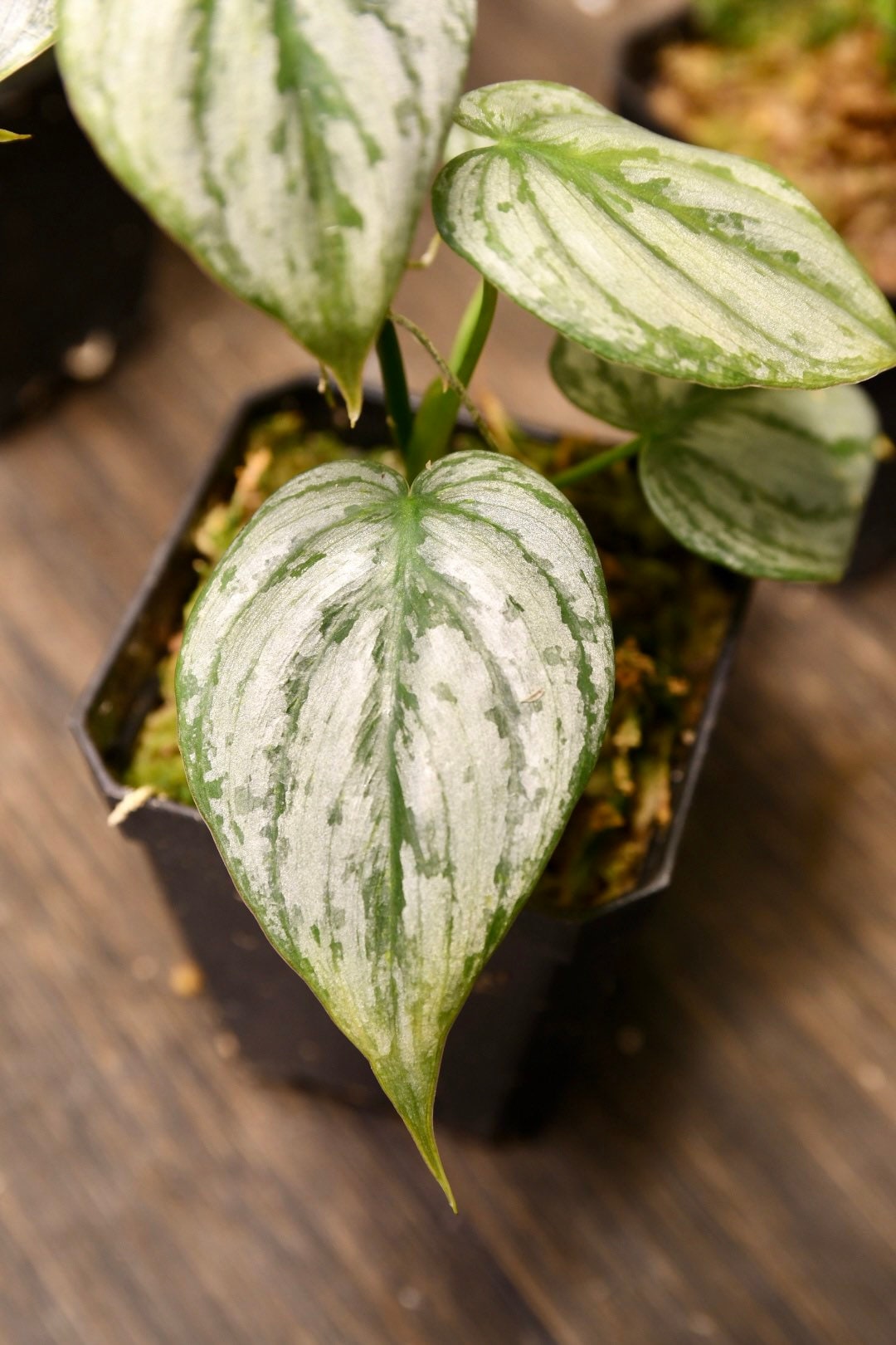 philodendron branditanum greeneryunlimited.co Philodendron Brandtianum – NurseryRx