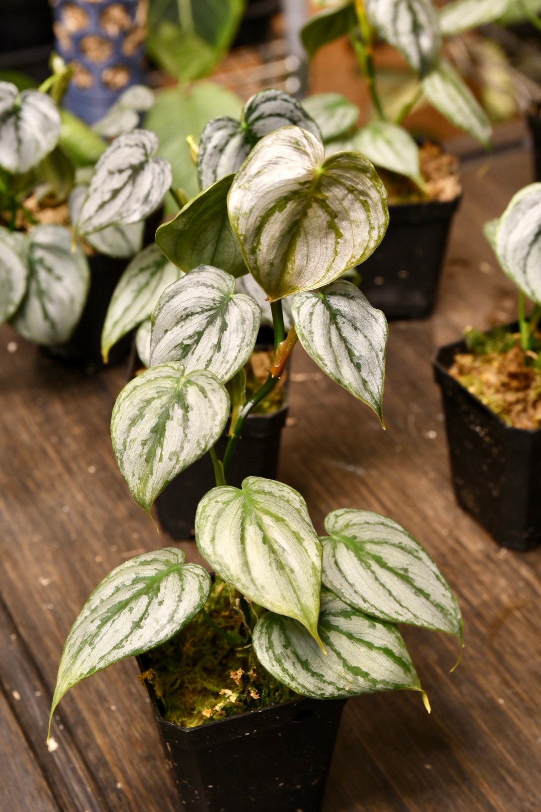 philodendron branditanum greeneryunlimited.co Philodendron Brandtianum – NurseryRx