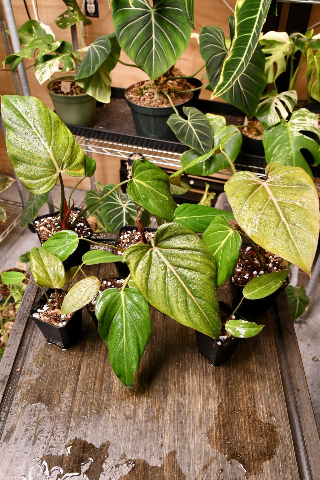 Philodendron Summer Glory