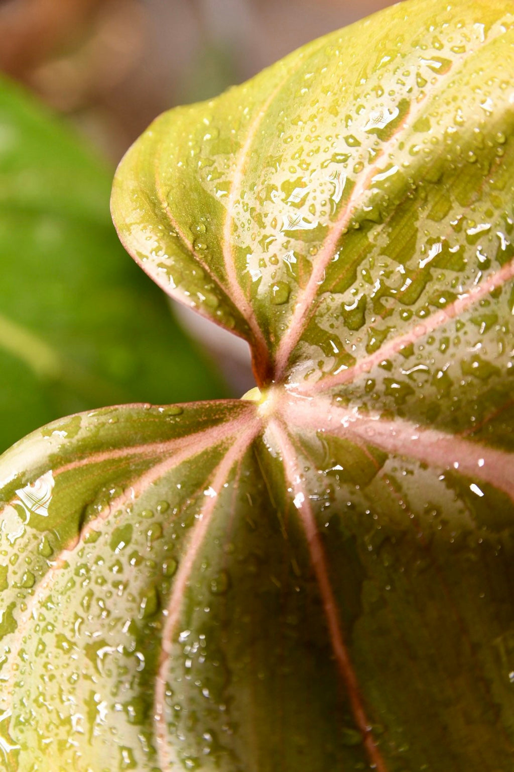 Philodendron Summer Glory