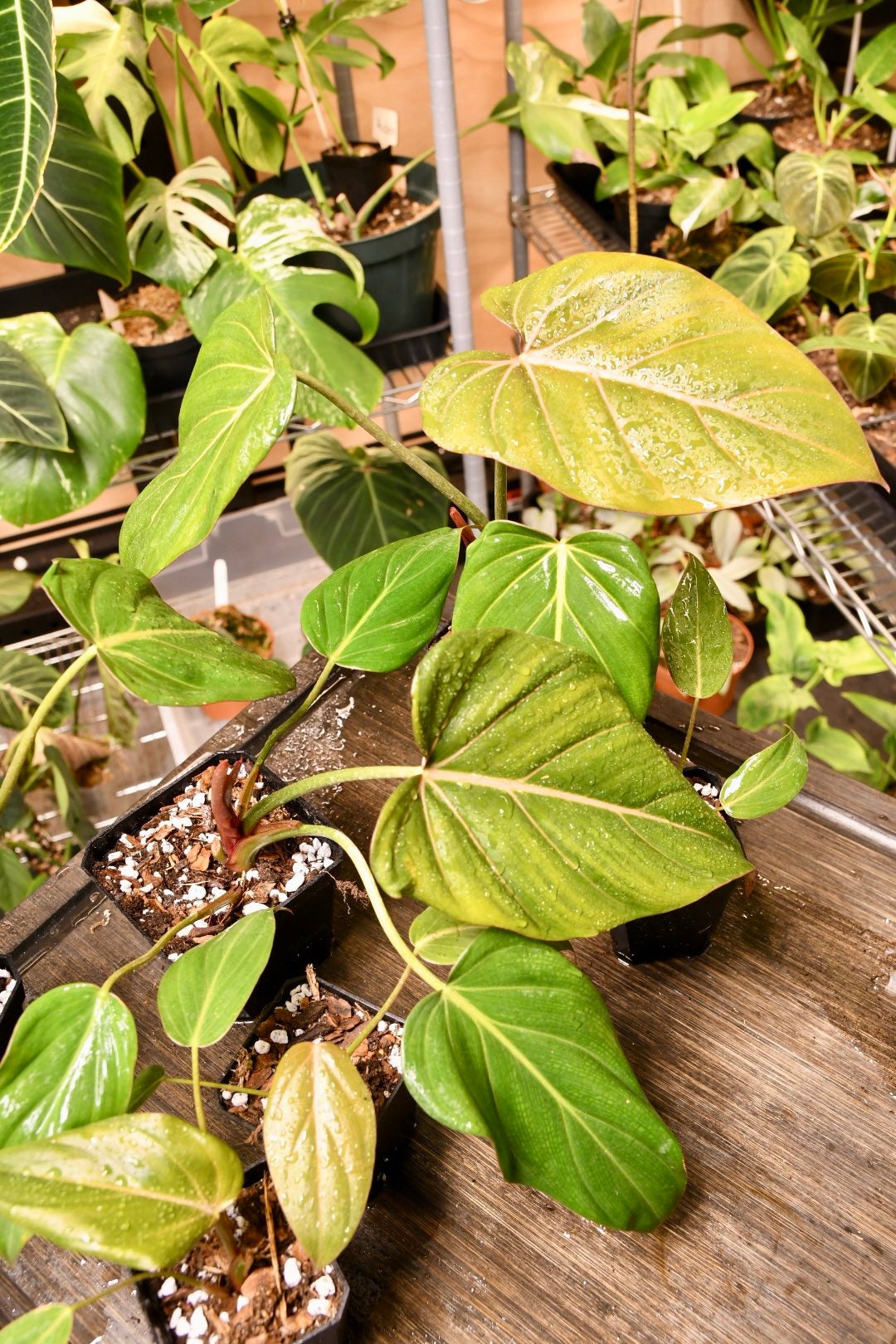 Philodendron Summer Glory