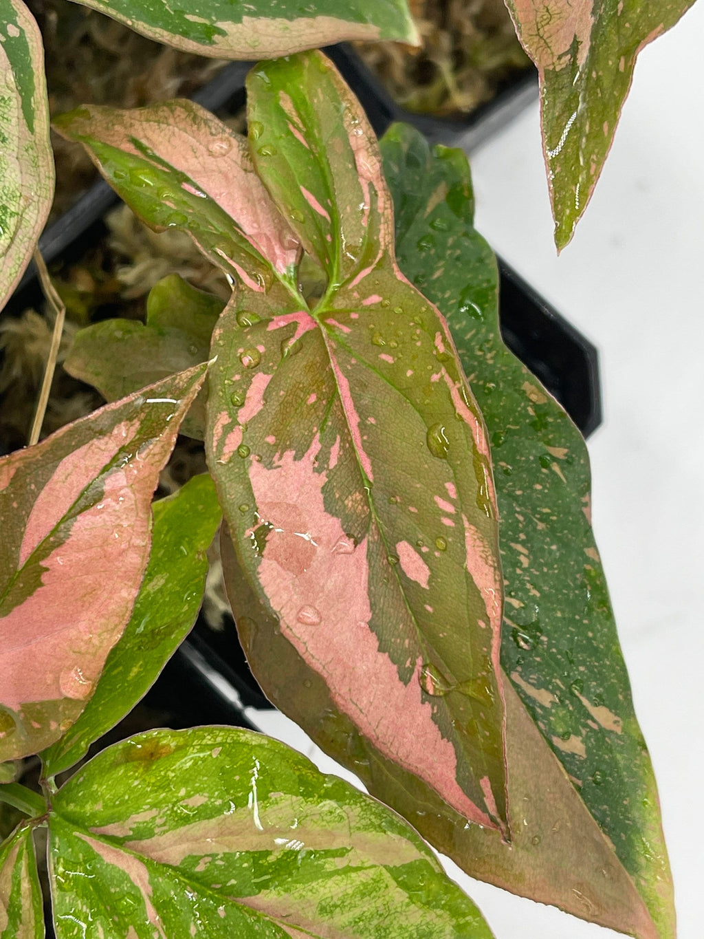 Syngonium Pink Splash