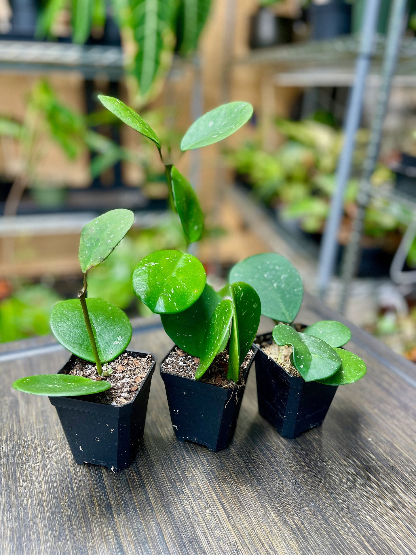 Hoya Obovata Splash