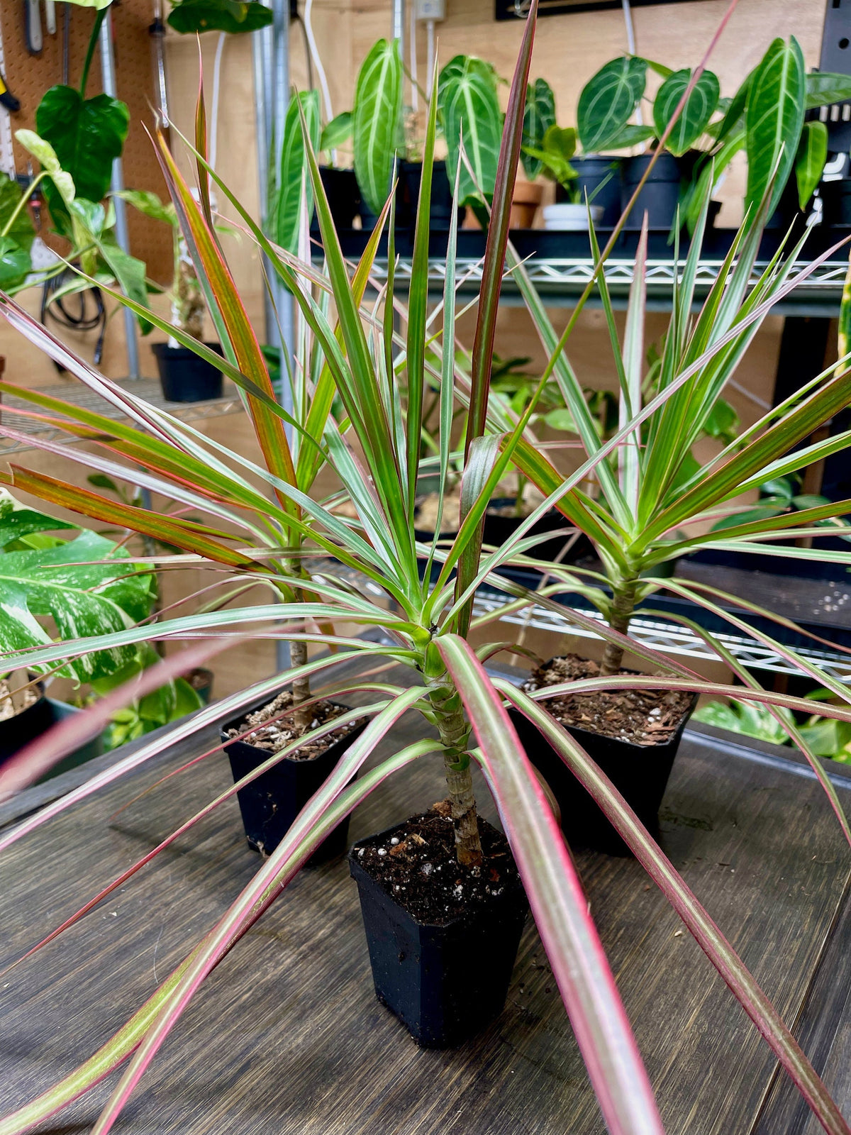 Dracaena Marginata Tricolor