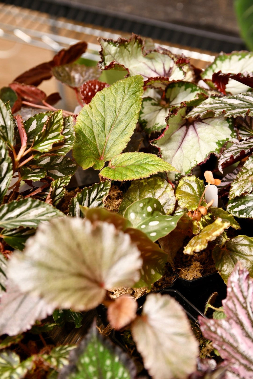 Mystery Begonia