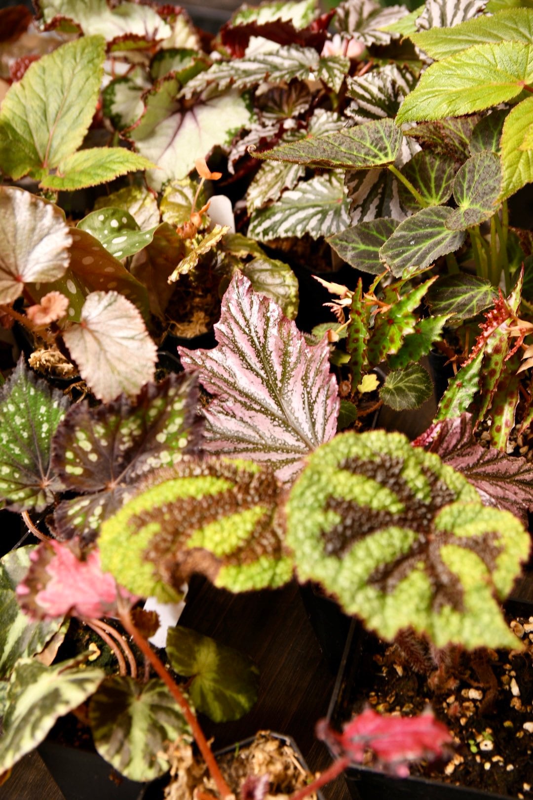 Mystery Begonia