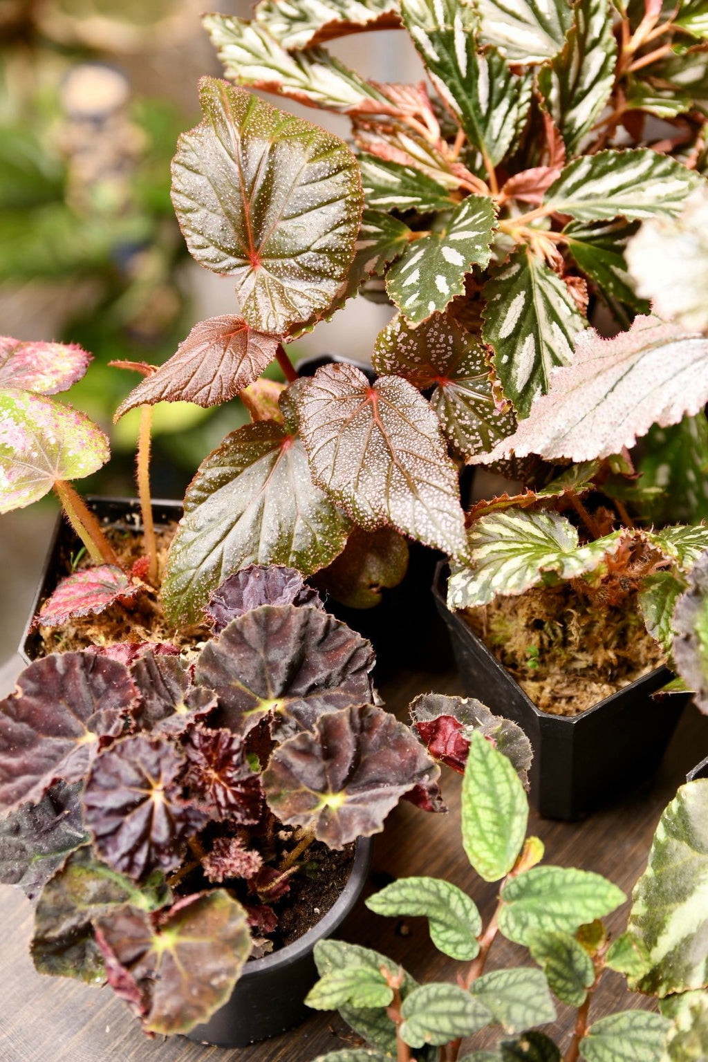 Mystery Begonia