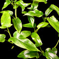 Philodendron Tripartitum
