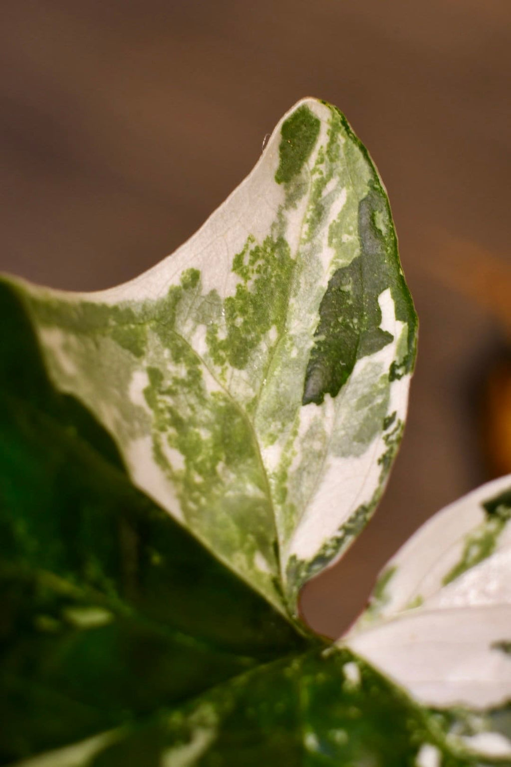 Syngonium Albo