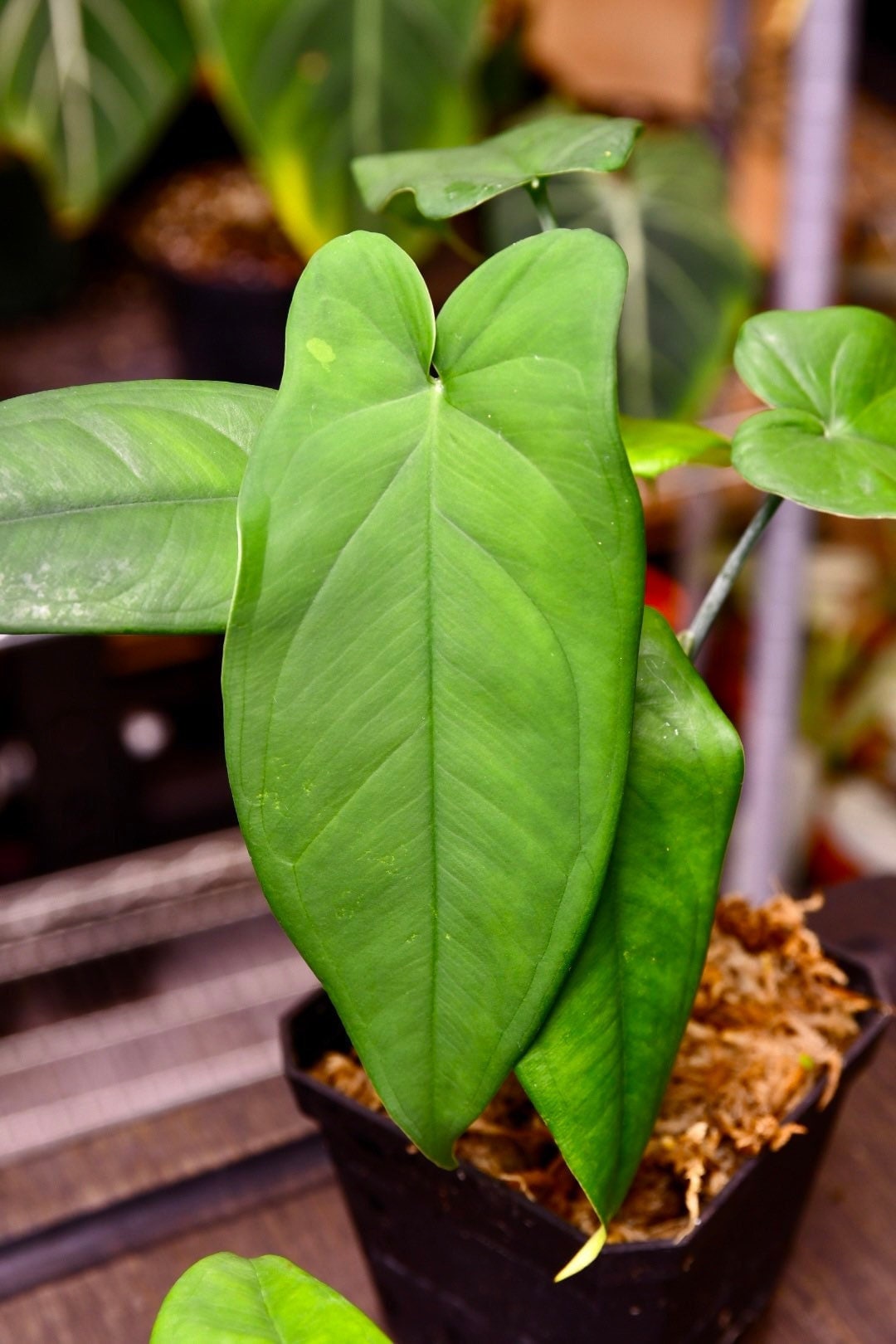 philodendron macrophyllum Syngonium Macrophyllum