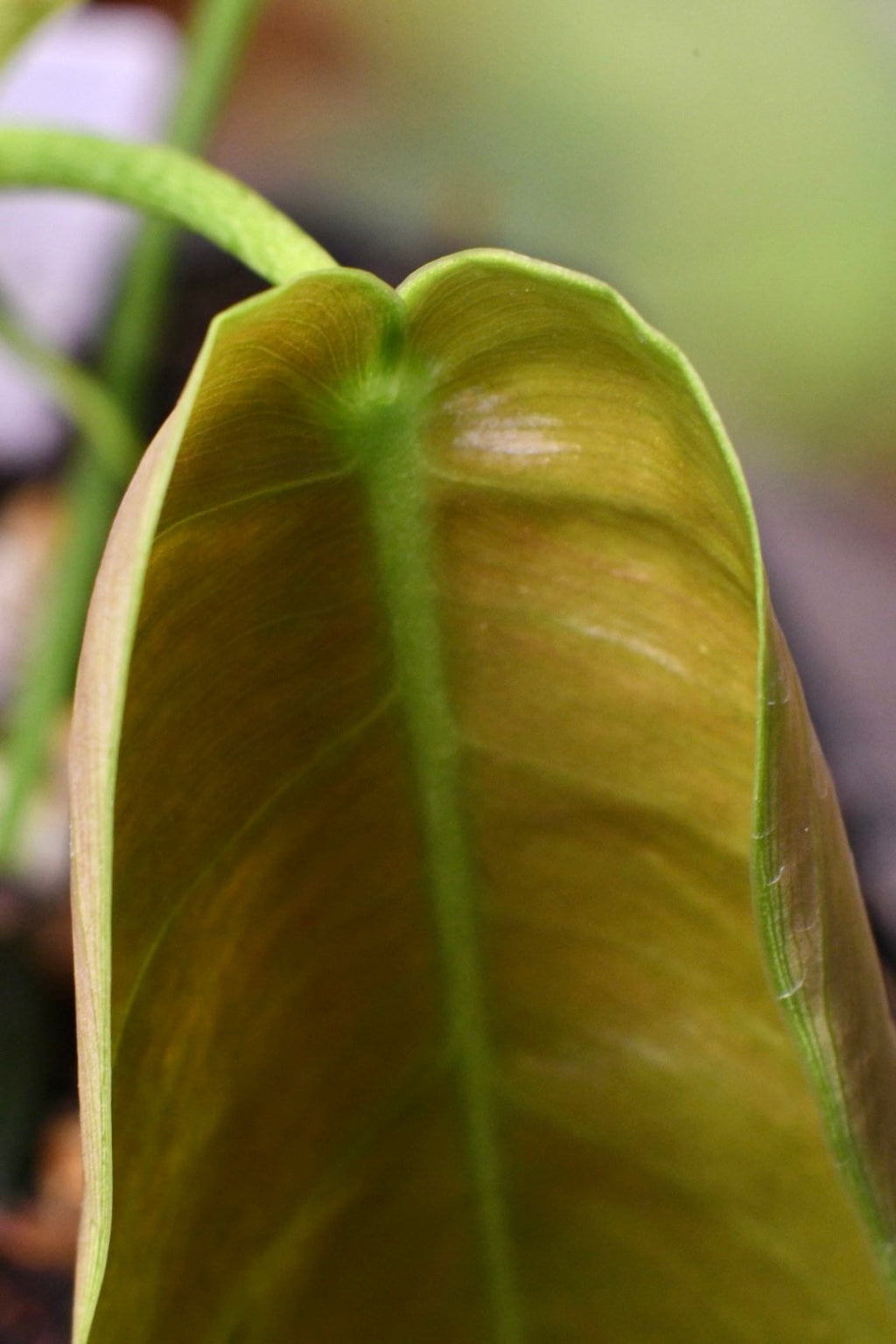 Philodendron Esmeraldense