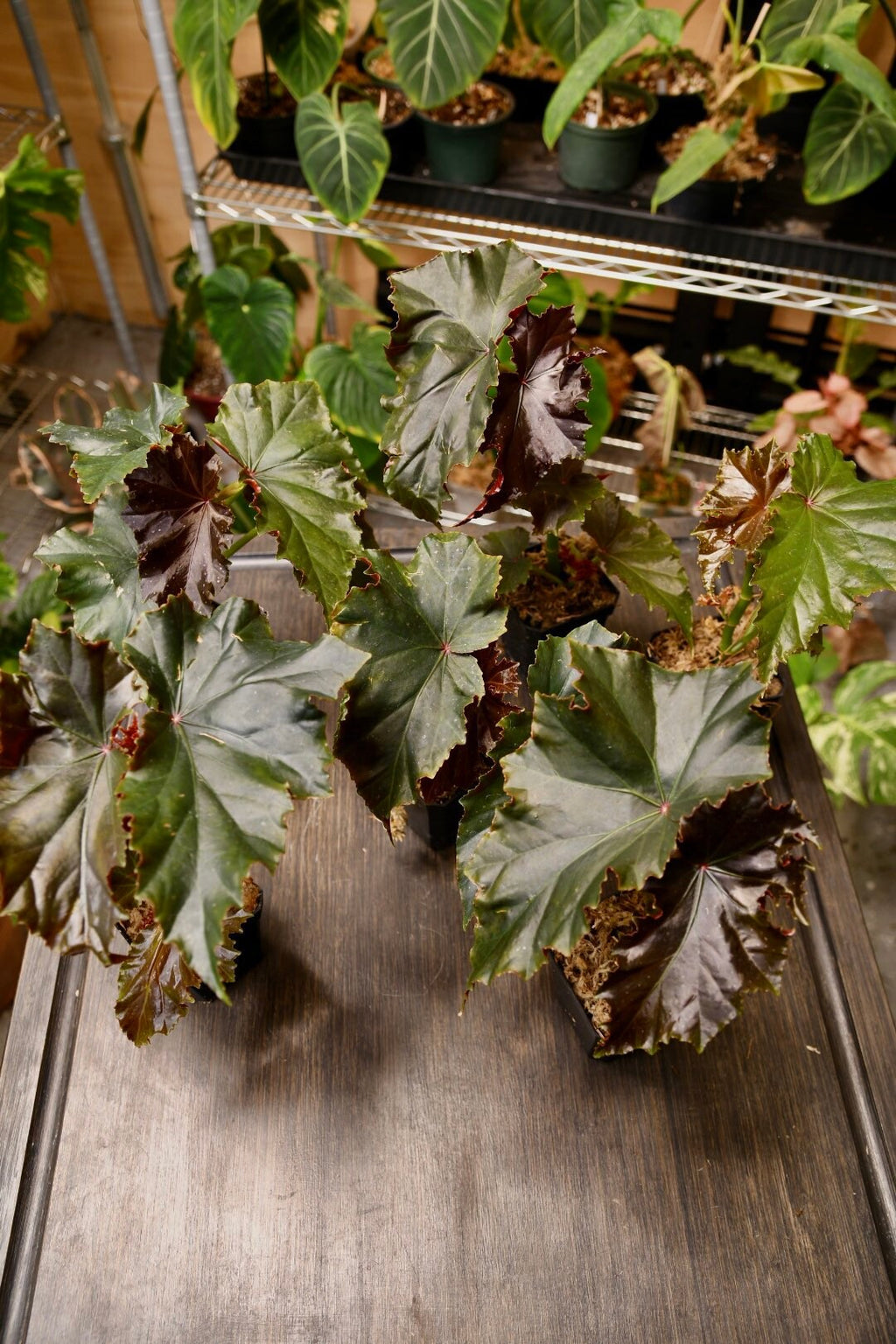 Begonia Flo Belle Moseley