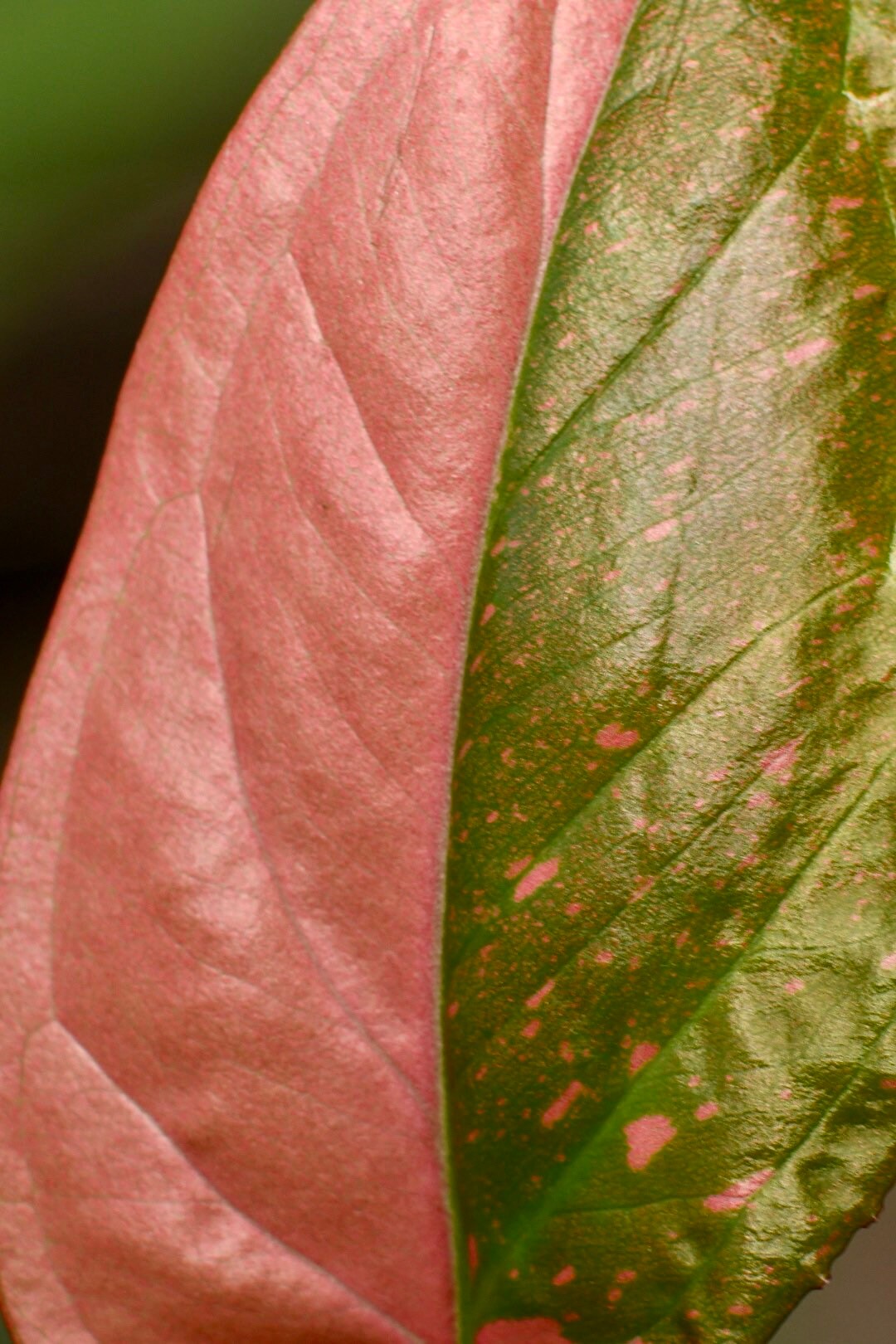 Syngonium Pink Splash