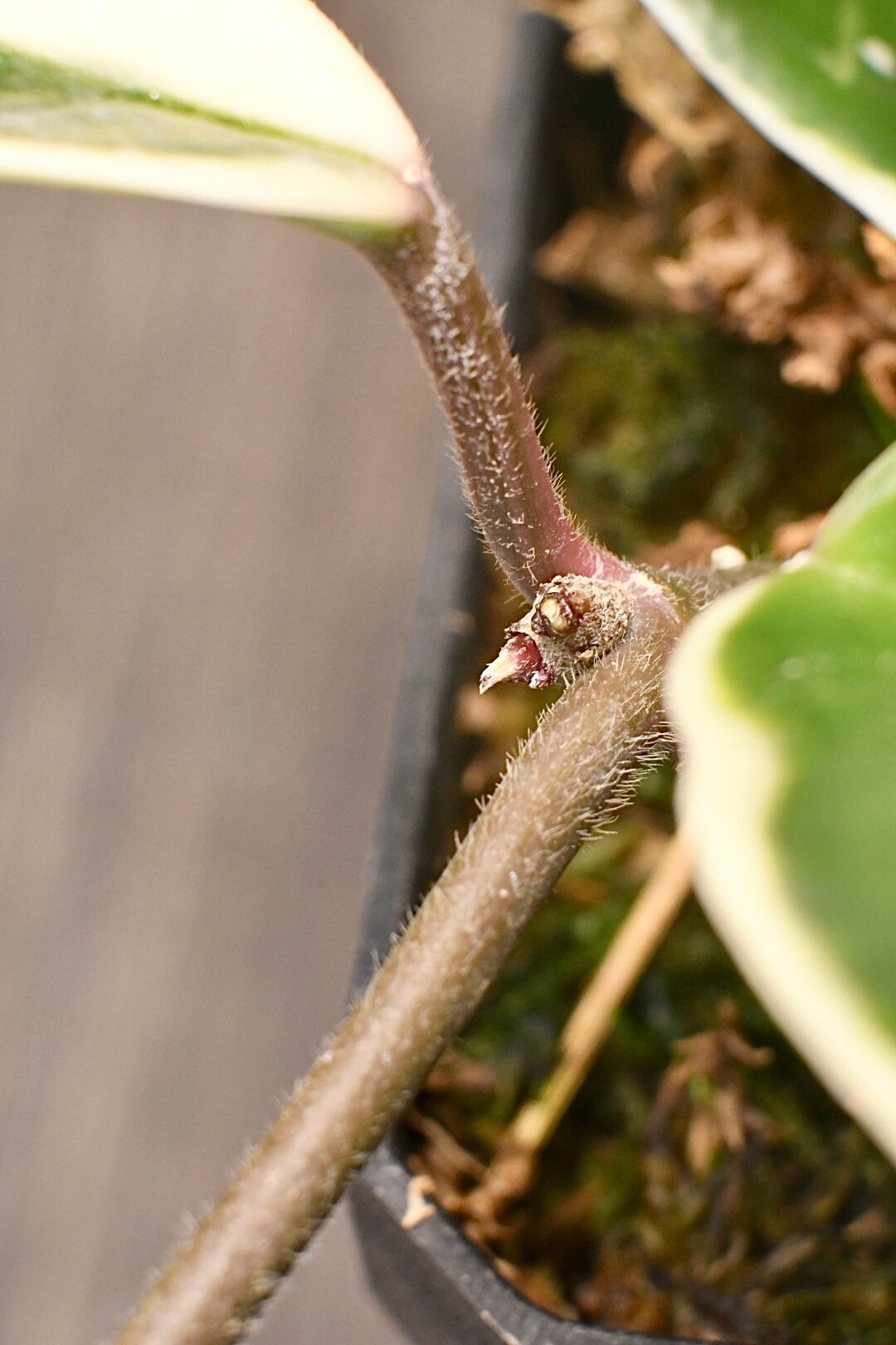 Hoya Carnosa Krimson Queen