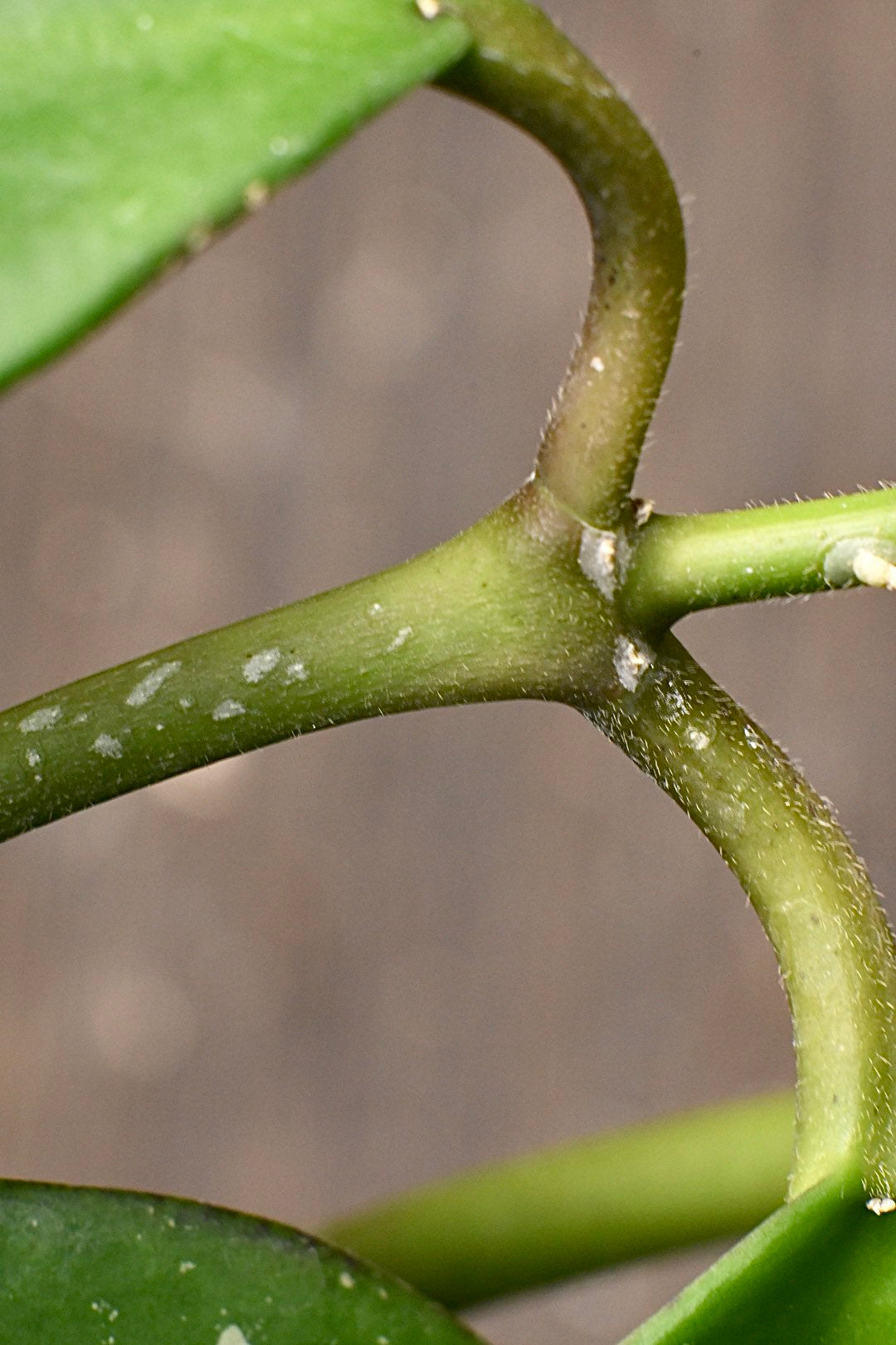 Hoya Obovata Splash