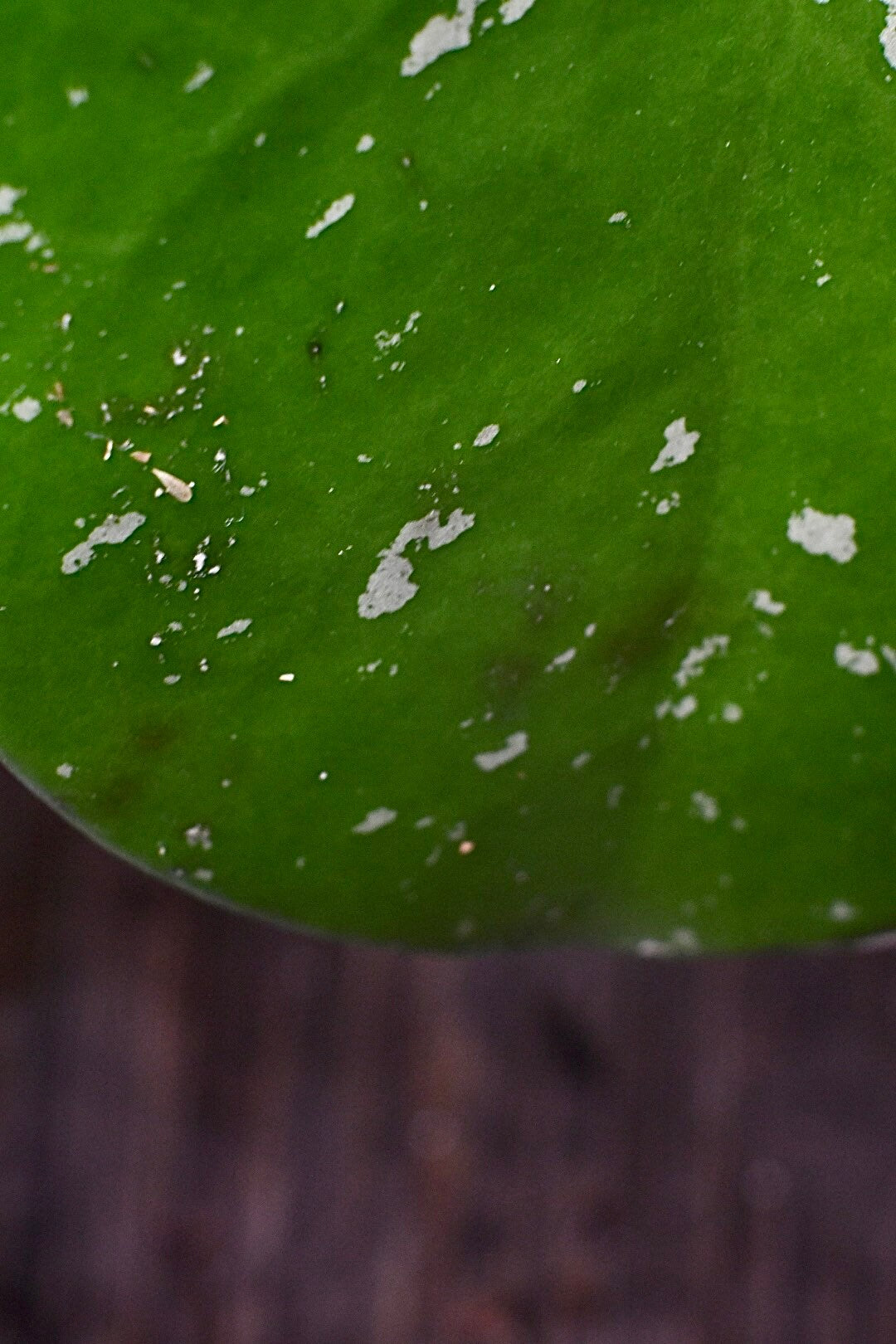 Hoya Obovata Splash