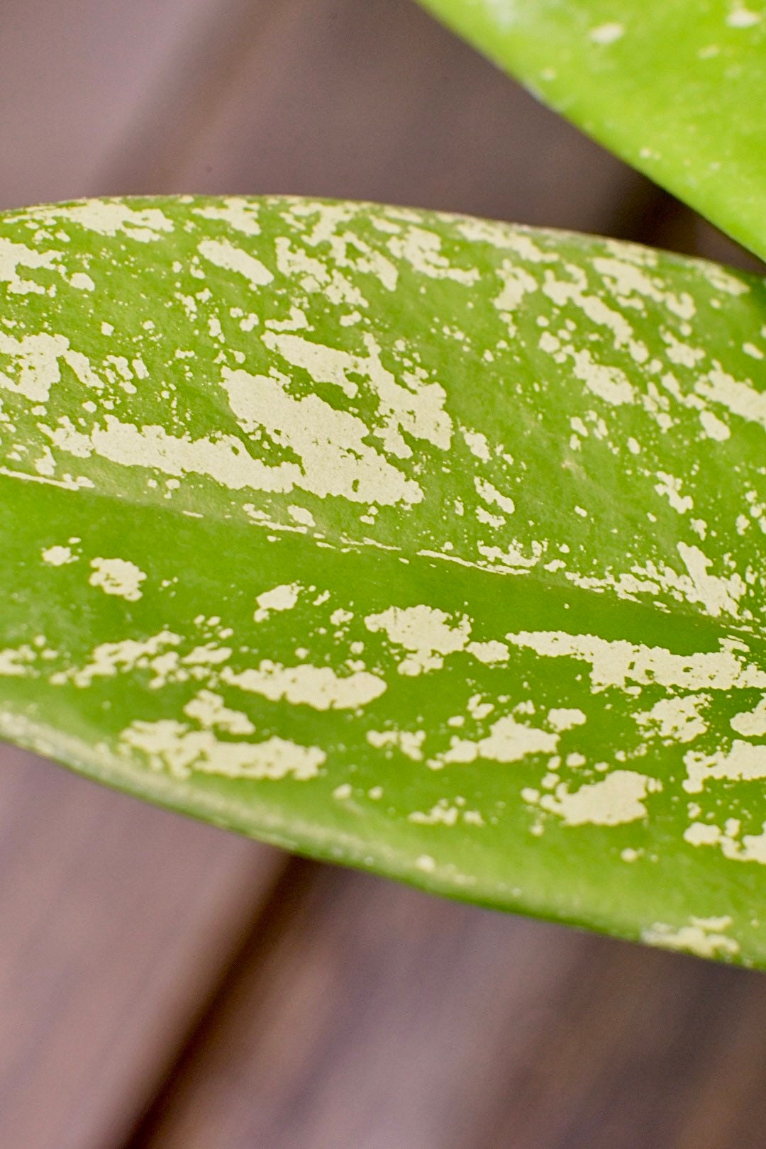 Hoya Pubicalyx Splash