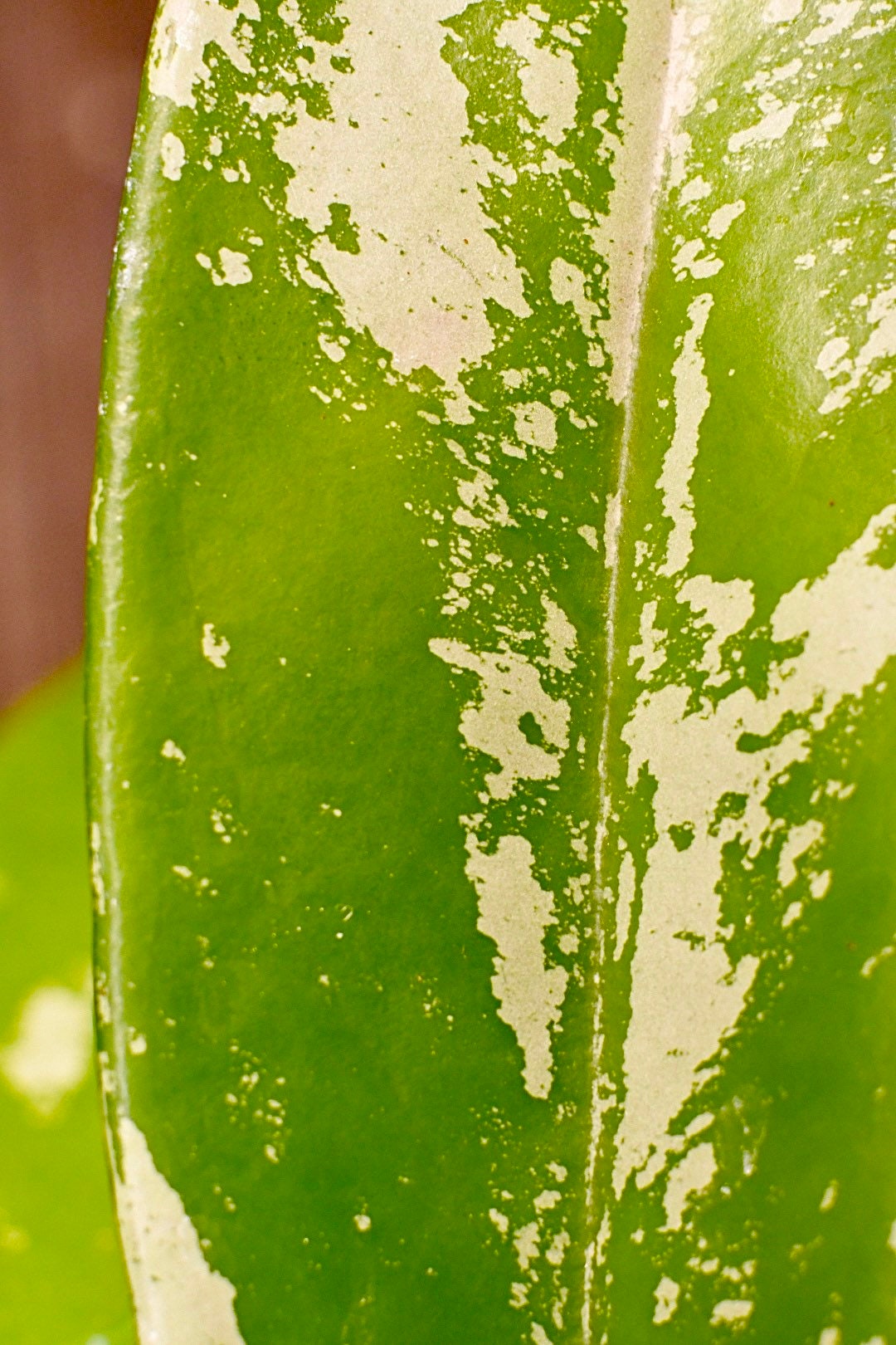 Hoya Pubicalyx Splash