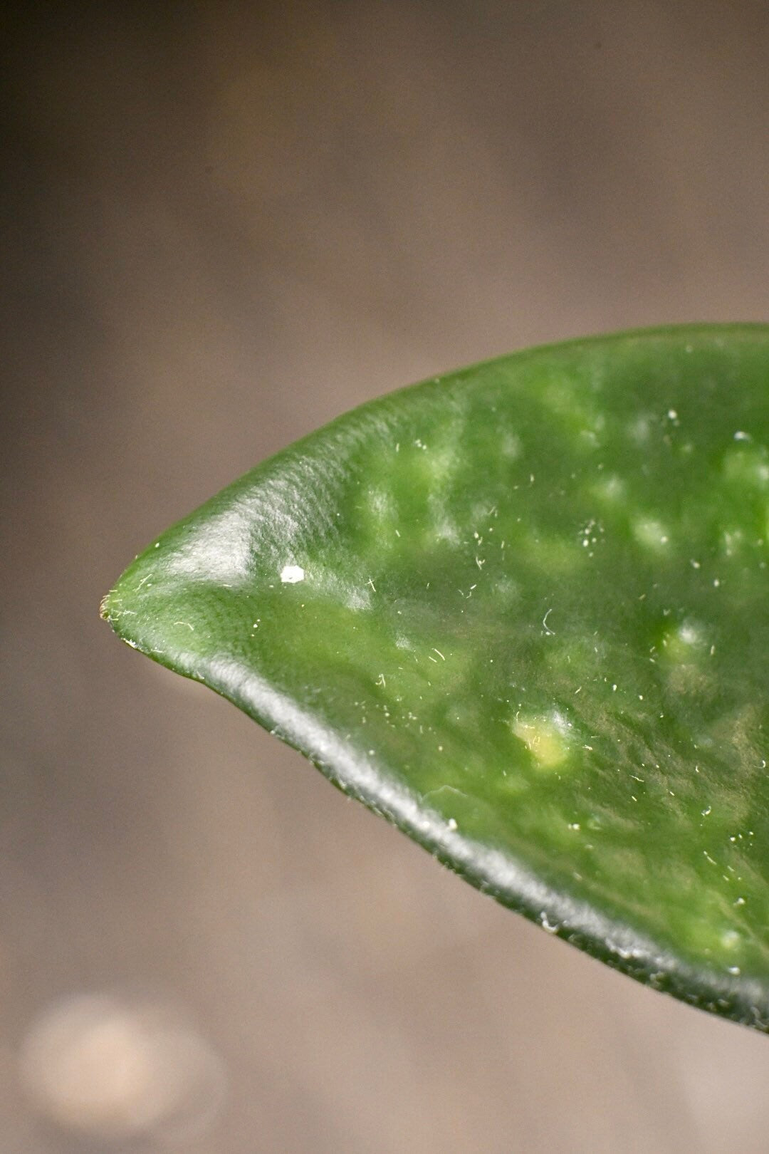 Hoya Carnosa Jade