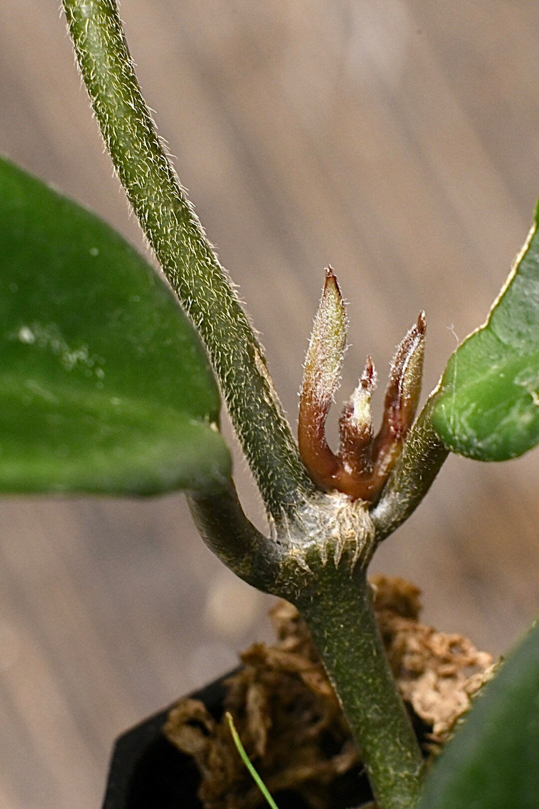 Hoya Carnosa Jade