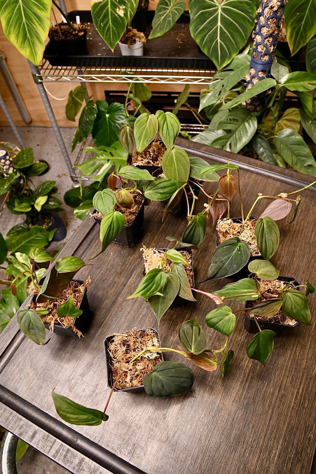 Philodendron Micans