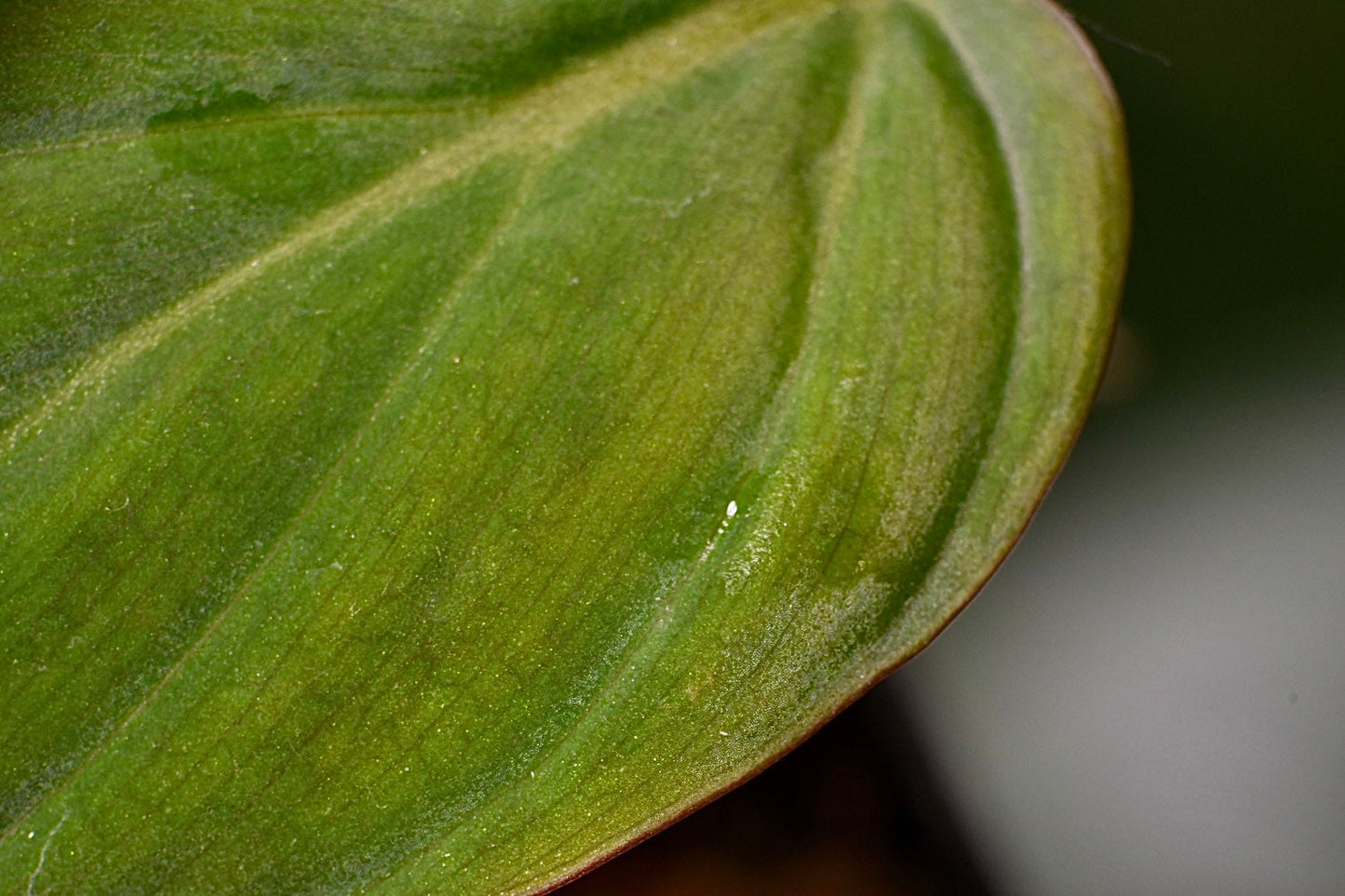 Philodendron Micans