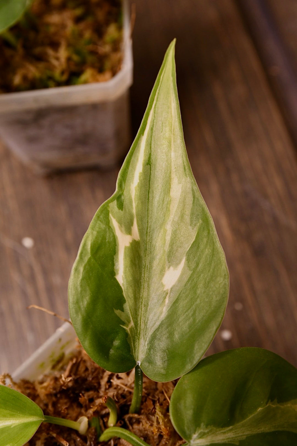 Philodendron Rio
