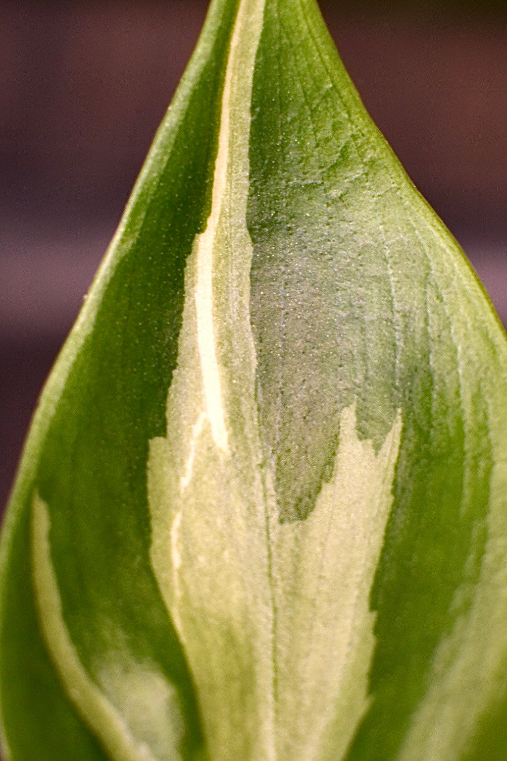 Philodendron Rio
