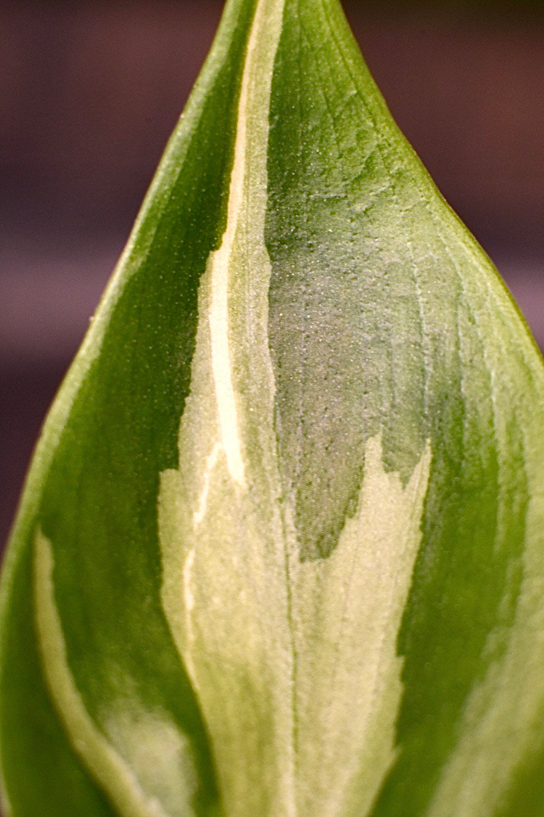 Philodendron Rio
