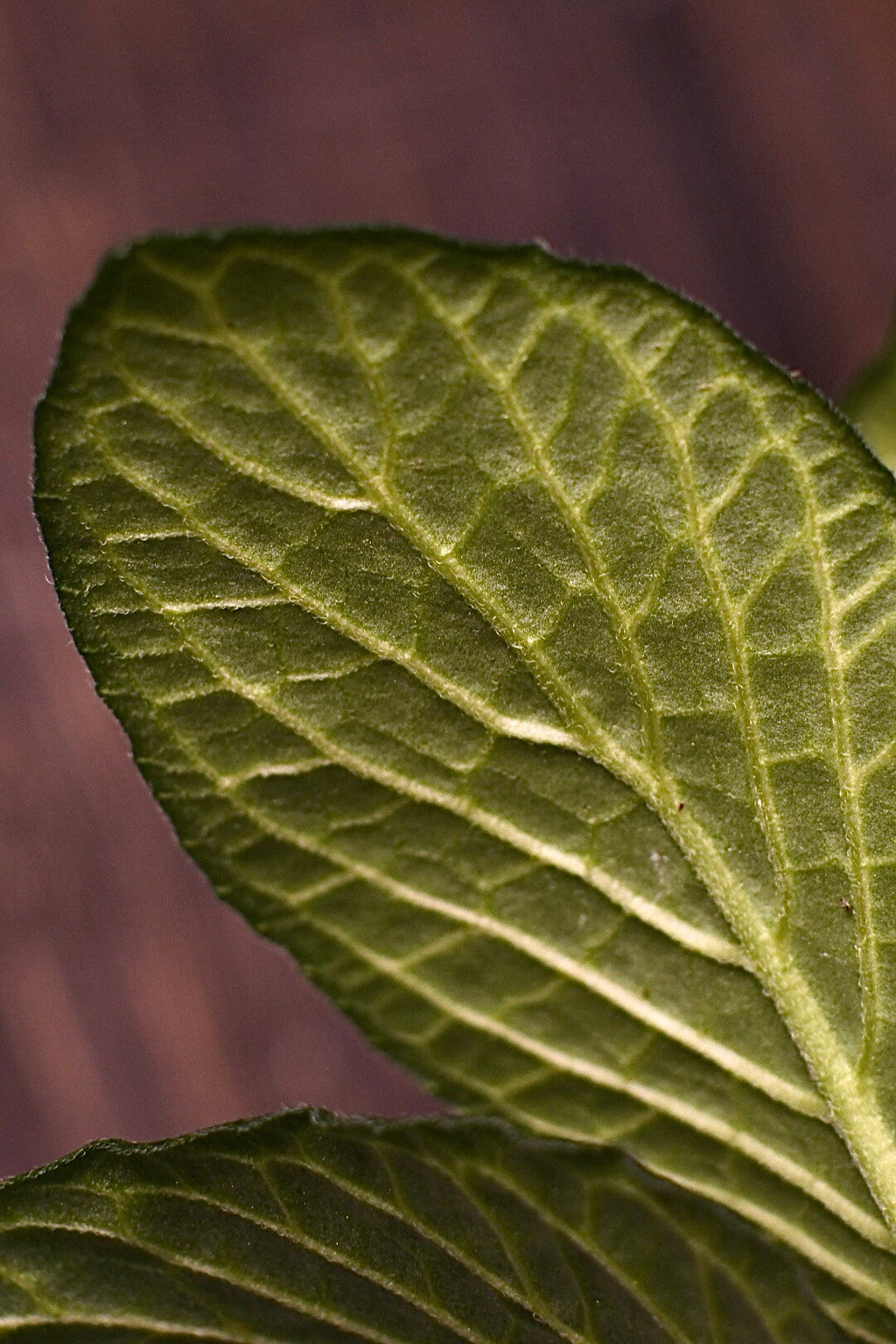 Fittonia Albivenis Nerve Plant