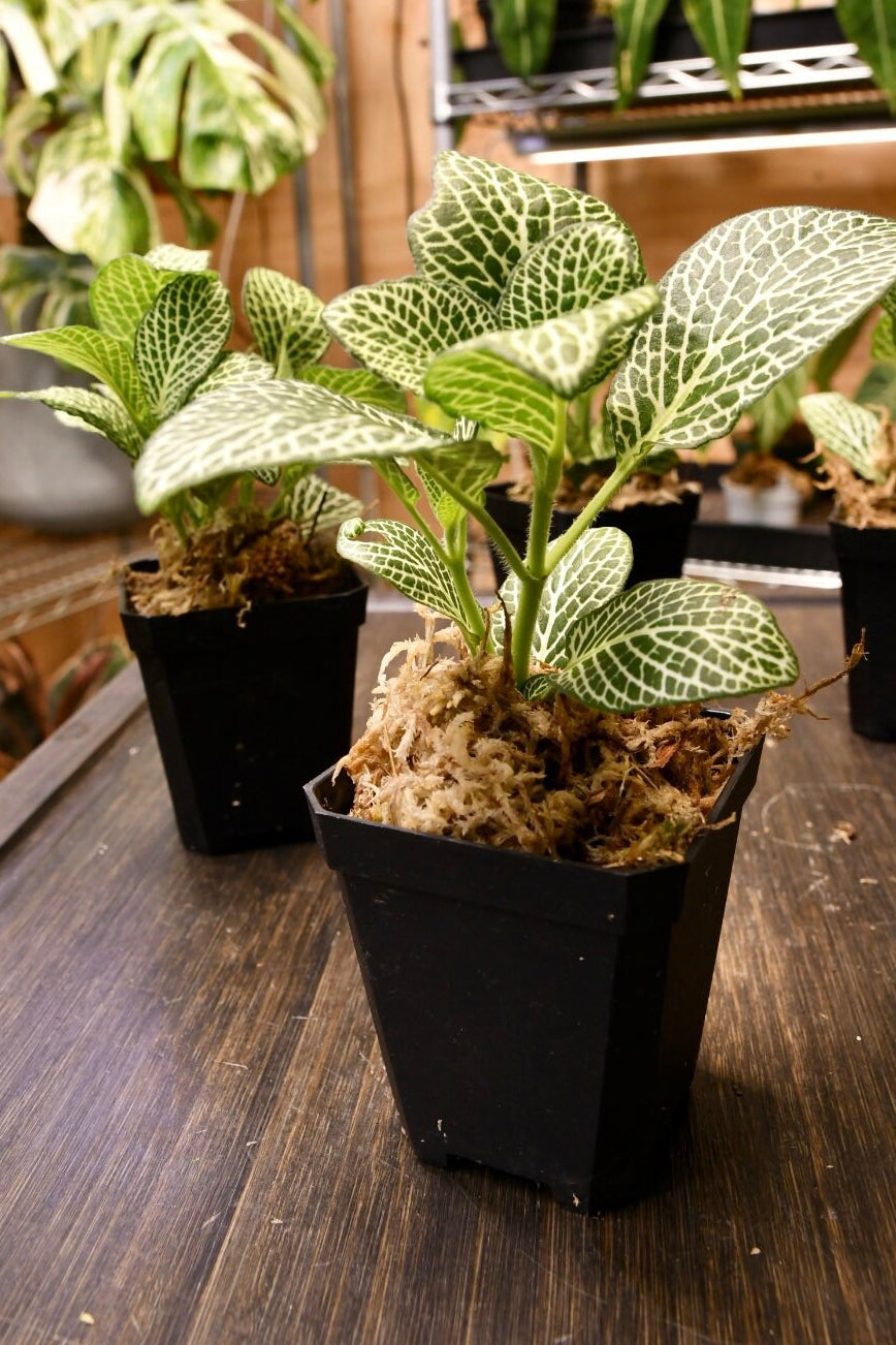 Fittonia Albivenis Nerve Plant