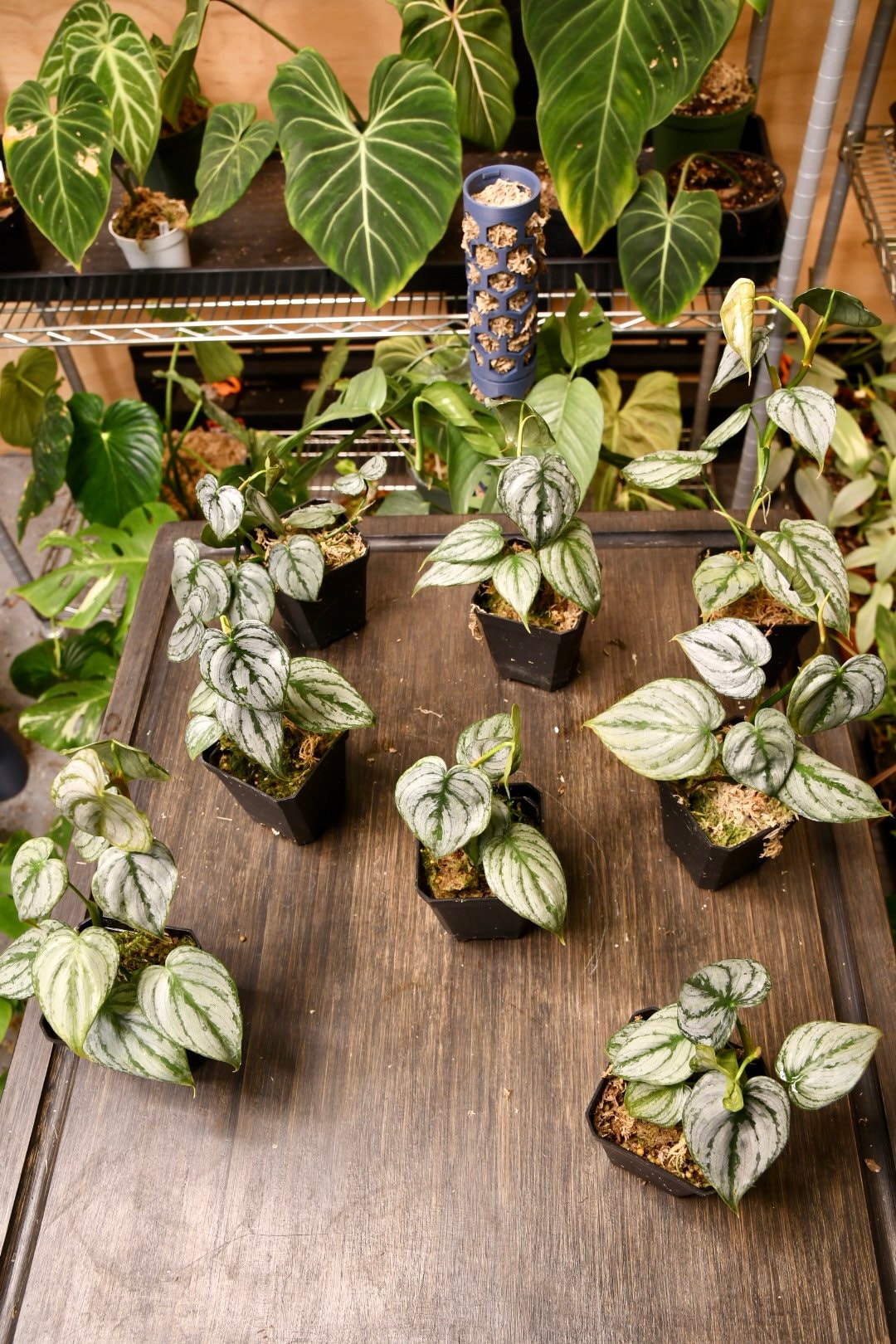 philodendron brandtianum hanging Philodendron Brandtianum – NurseryRx