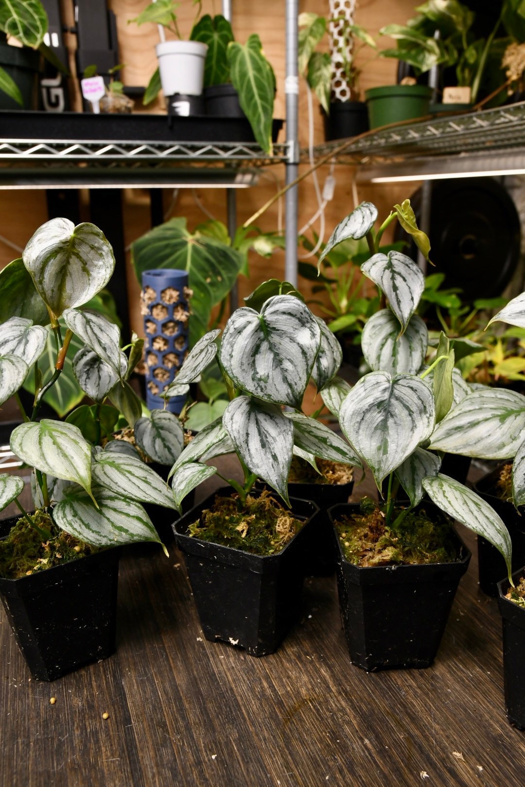philodendron branditanum greeneryunlimited.co Philodendron Brandtianum – NurseryRx