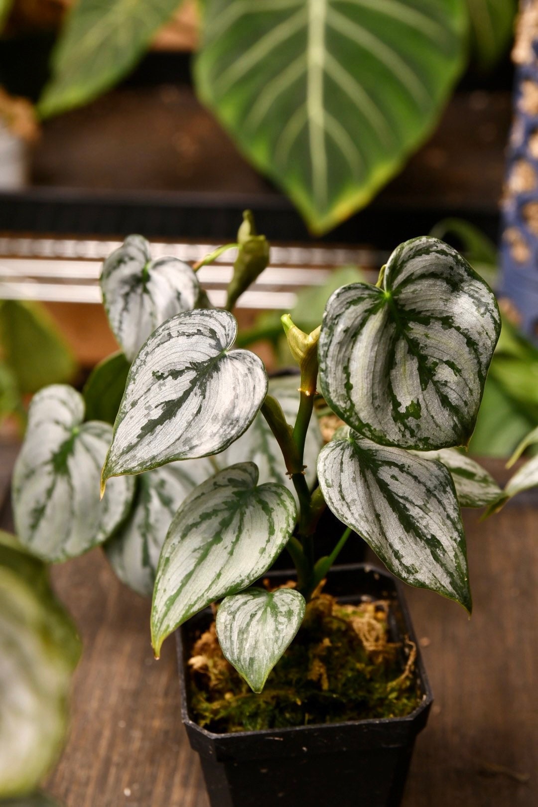 philodendron brandi brandtianum Philodendron Brandtianum